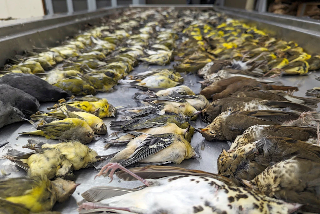 Rund 1000 Zugvögel prallen gegen Fenster und sterben