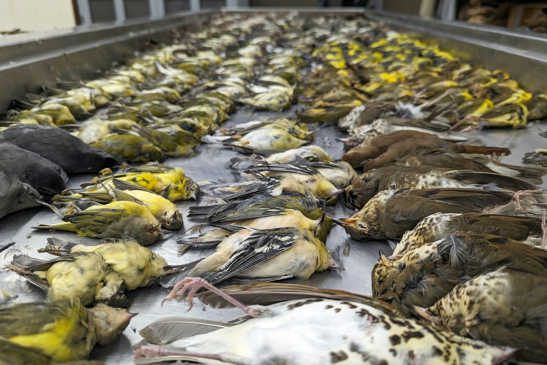 Laut Experten wurdne fast 1.000 Vögel, die in der Nacht nach Süden zogen, von den Lichtern des Ausstellungszentrums verwirrt und prallten gegen das Gebäude.