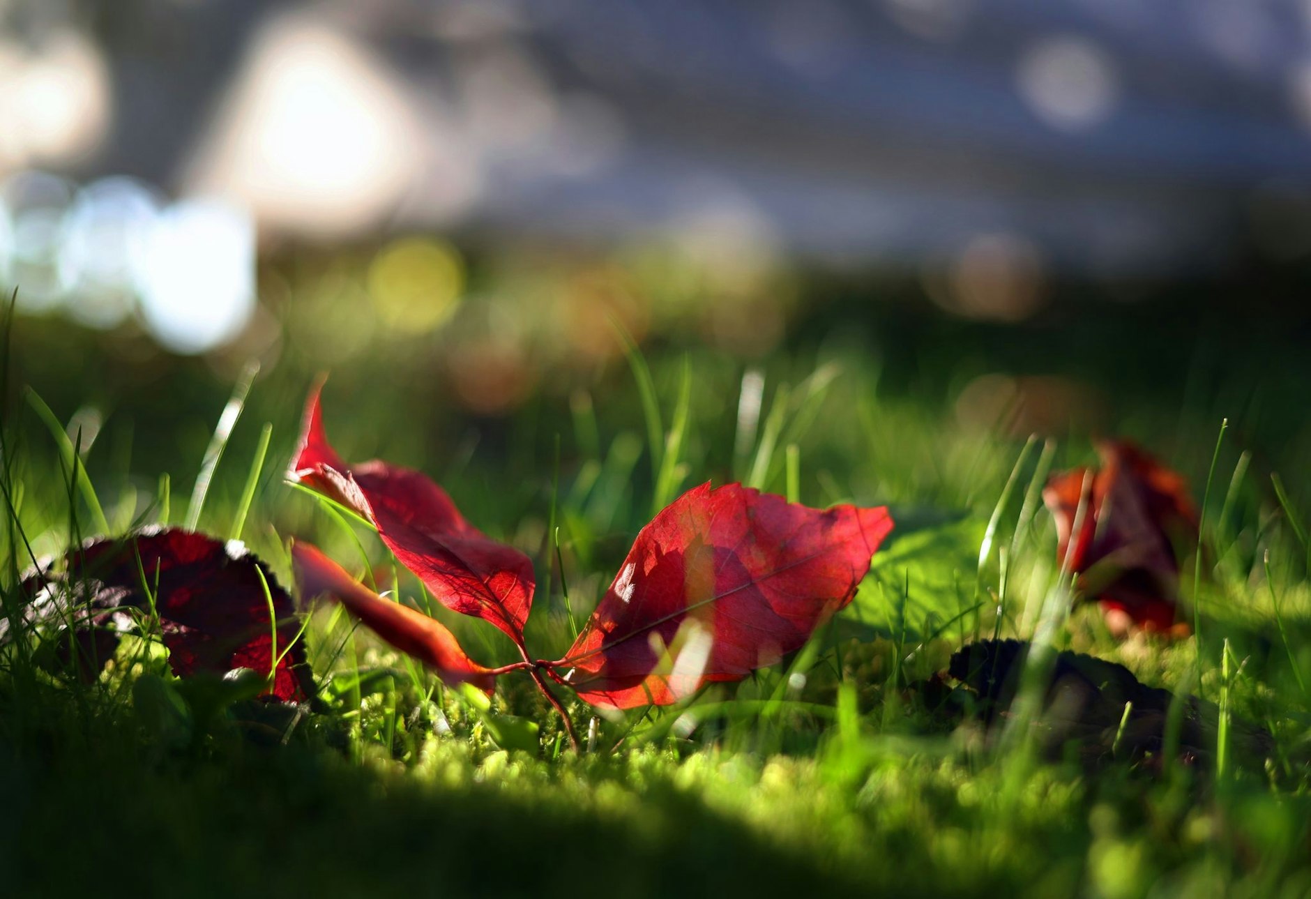 Der Herbst hinterlässt Spuren: Verfärbte Blätter liegen auf einer Wiese im Sonnenschein in Kaufbeuren.  