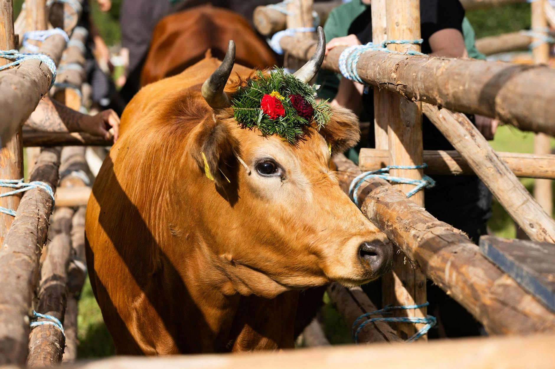 Ob sich diese Kuh mit ihrem Blumenkranz heute wohl besonders hübsch fühlt? Festlich geschmückt wechselt das Tier ins warme Winterquartier in Baden-Württemberg.