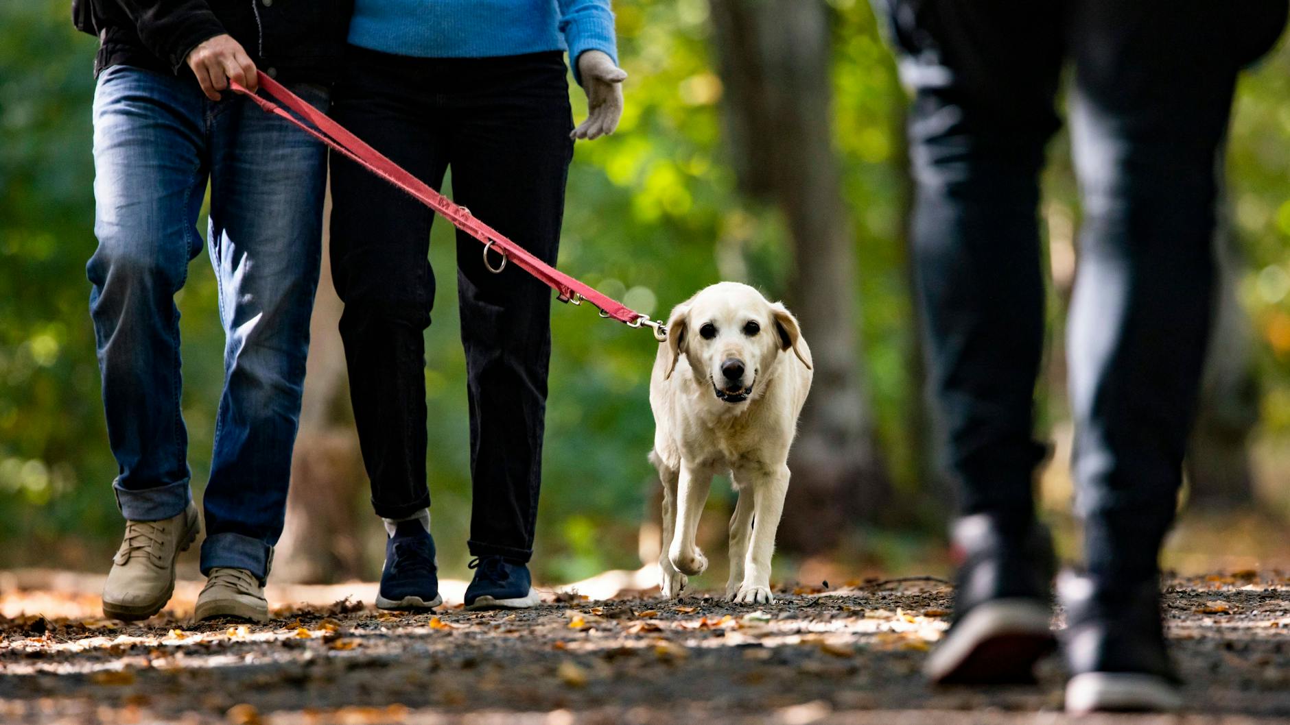 Für alle Hunde in Berlin gilt neben der Registrierungs- auch eine Leinenpflicht.