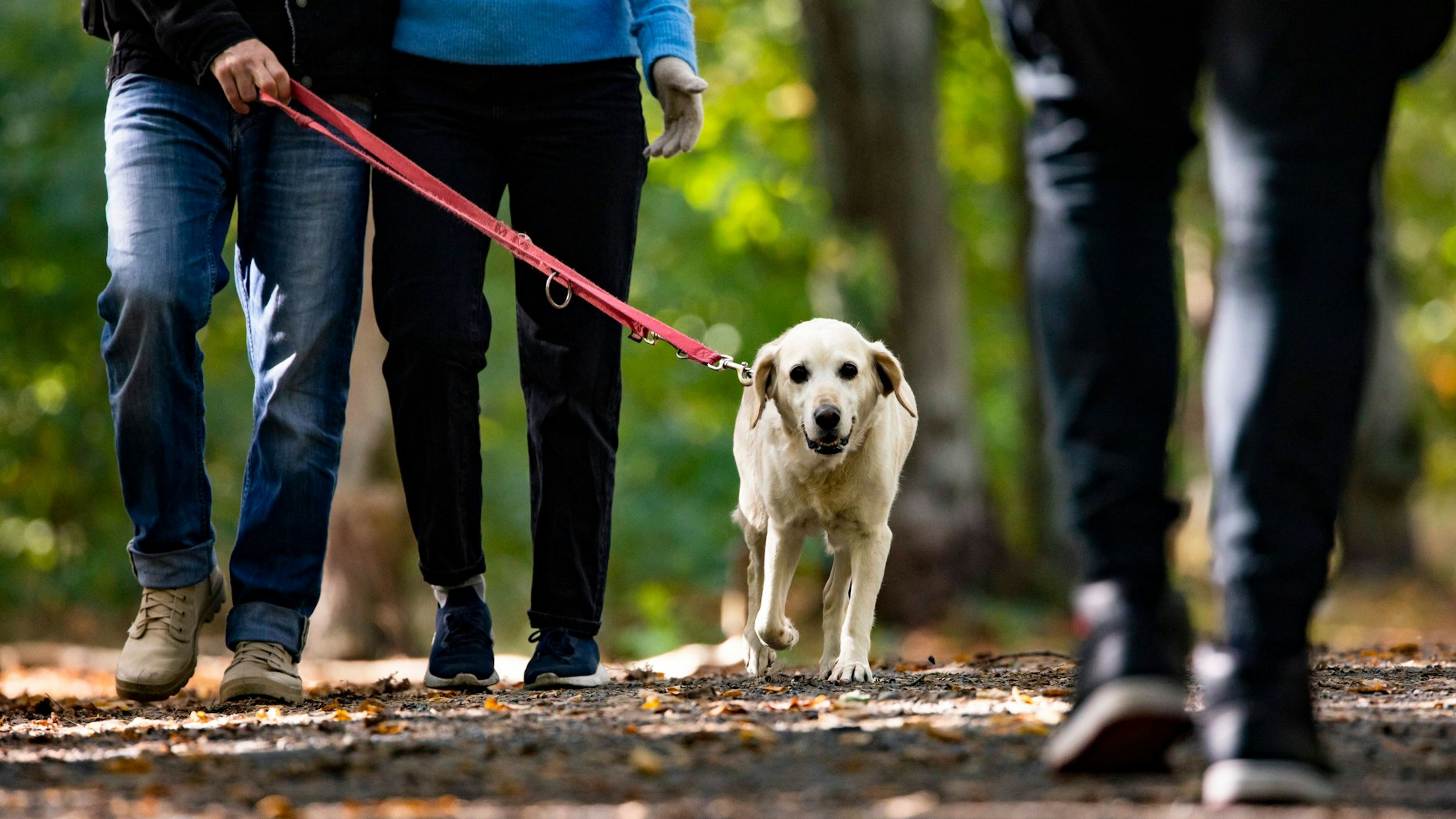 Für alle Hunde in Berlin gilt neben der Registrierungs- auch eine Leinenpflicht.