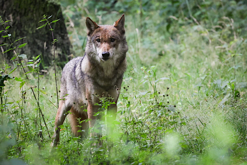 Ausgewachsene Wölfin im Tierpark