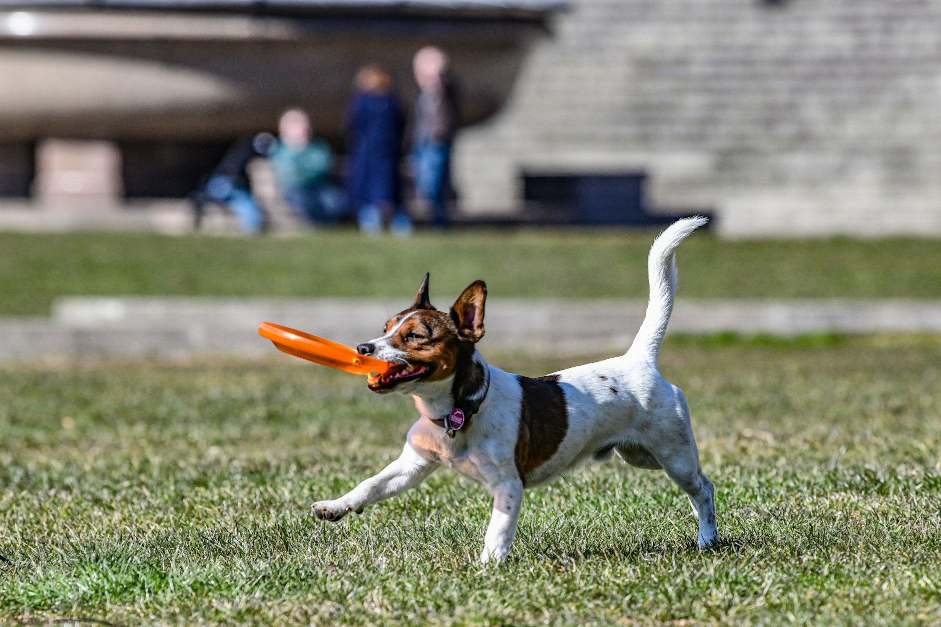 In Berlin soll sich das Hundegesetz ändern.