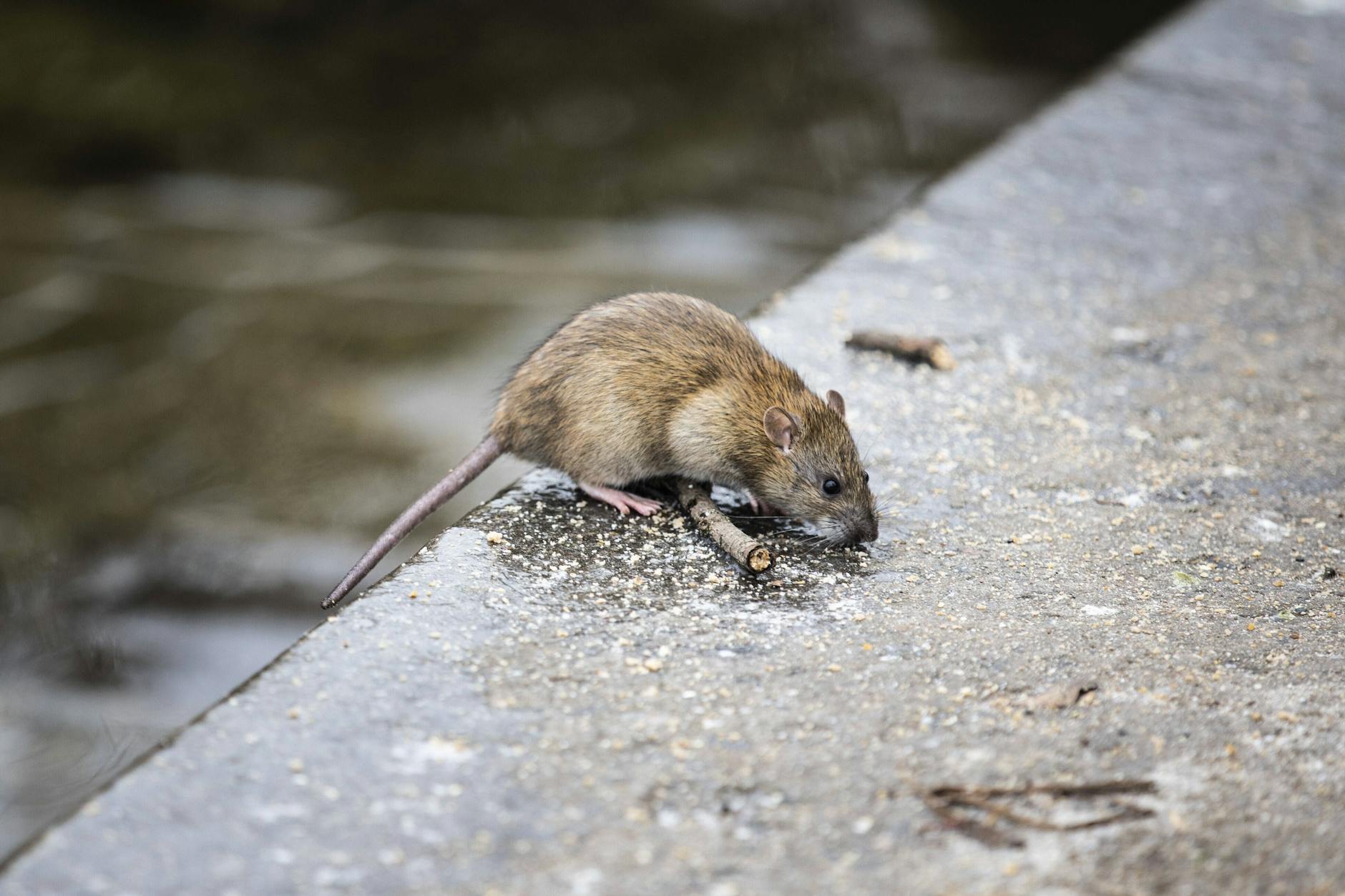 In Berlin ist hauptsächlich die Wanderratte anzutreffen, die Hausratte lebt nur selten in Städten.