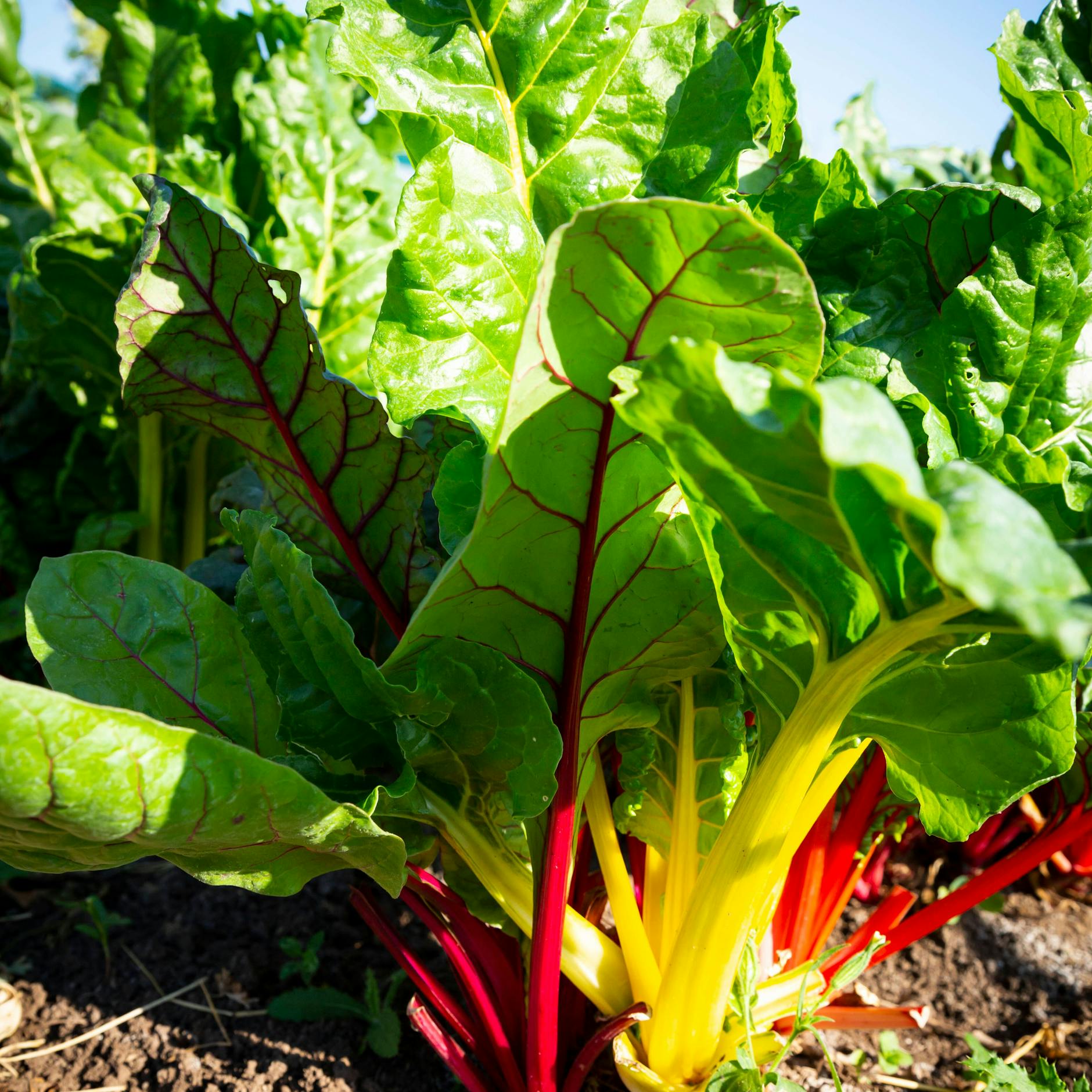 Mangold-Arten mit bunten Stielen sehen im Garten sehr dekorativ aus. Und in der Küche lässt sich das Gemüse in ein Schlemmergericht verwandeln. 