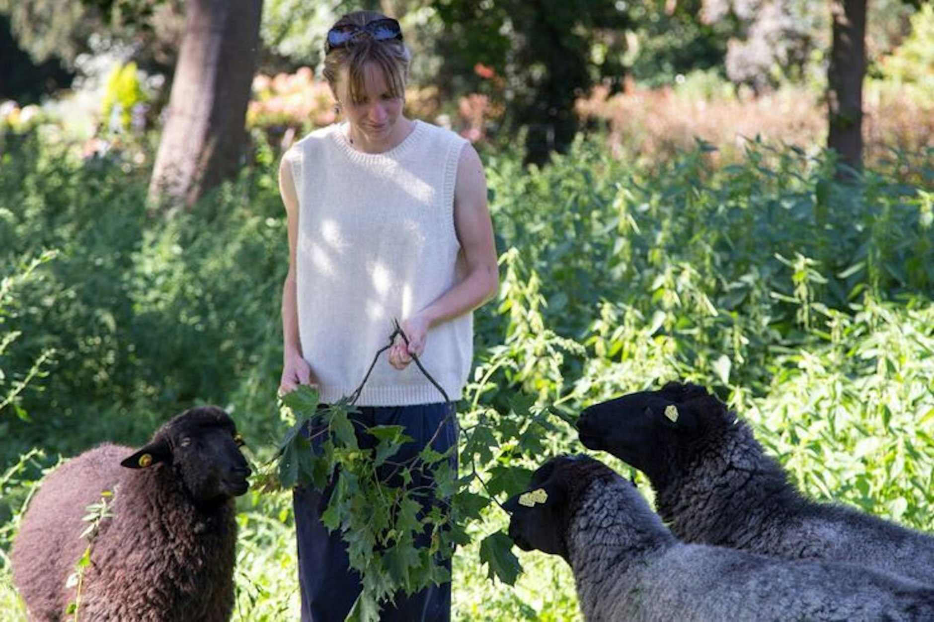 Ende September hat die kleine Schafsherde ihren „Mäh-Einsatz“ gestartet.