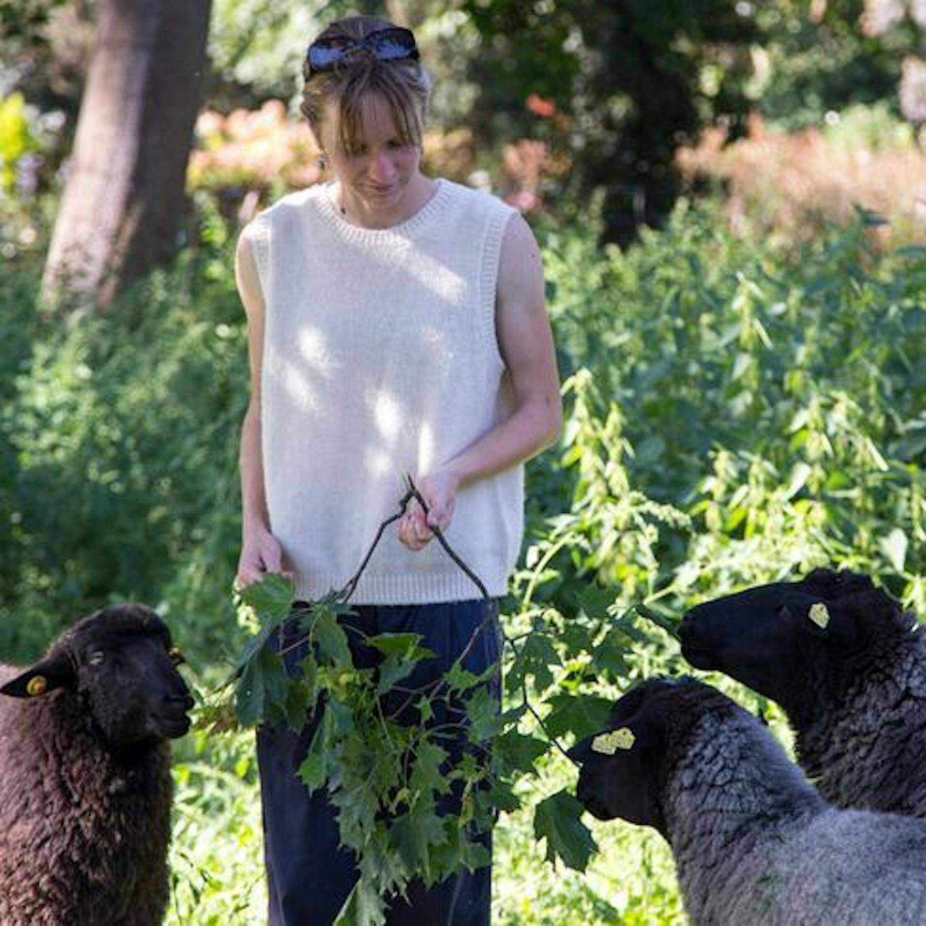 Schafe auf Friedhöfen in Berlin: Darum grast eine Schafsherde in Treptow-Köpenick