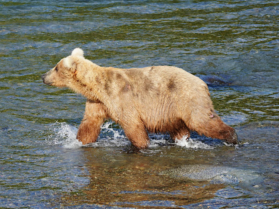 HANDOUT - Braunbärin Grazer ist die massige Gewinnerin des diesjährigen «Fat Bear»-Wettbewerbs in Alaska.  