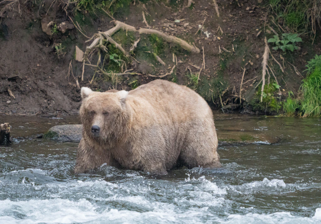 „Fat Bear“-Wettbewerb: SIE ist der dickste Bär Alaskas