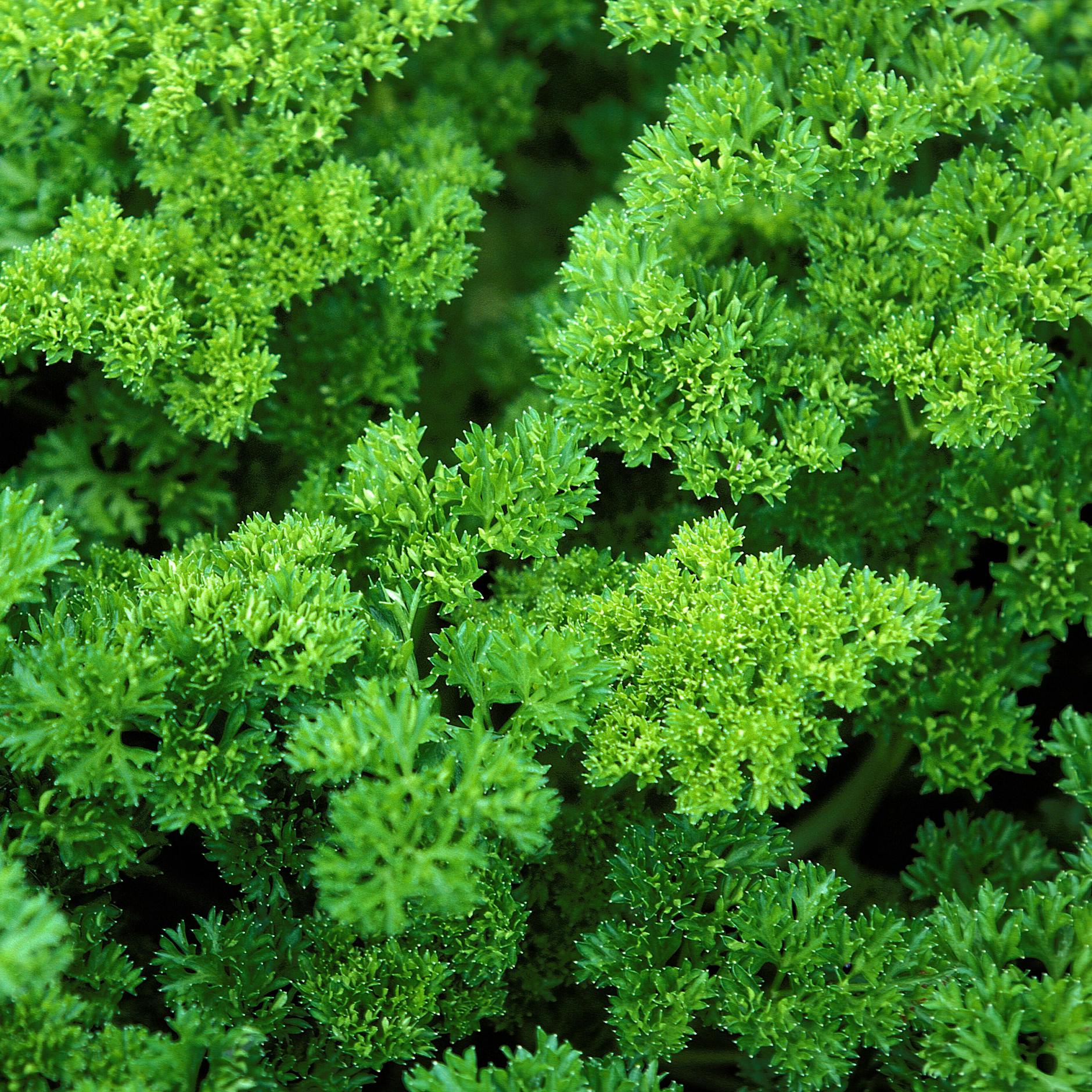 Petersilie einfrieren – aber wie? SO bleibt sie aromatisch