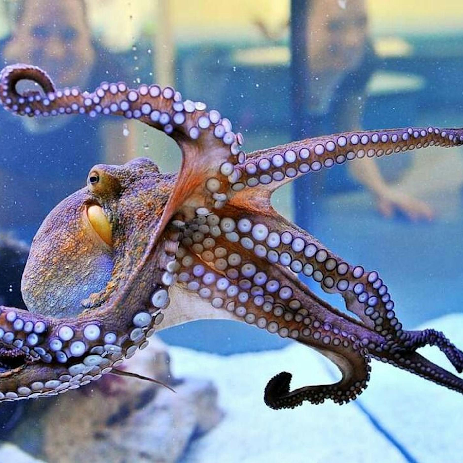 Faszination Oktopus: Warum Kraken zu den coolsten Wesen der Welt gehören