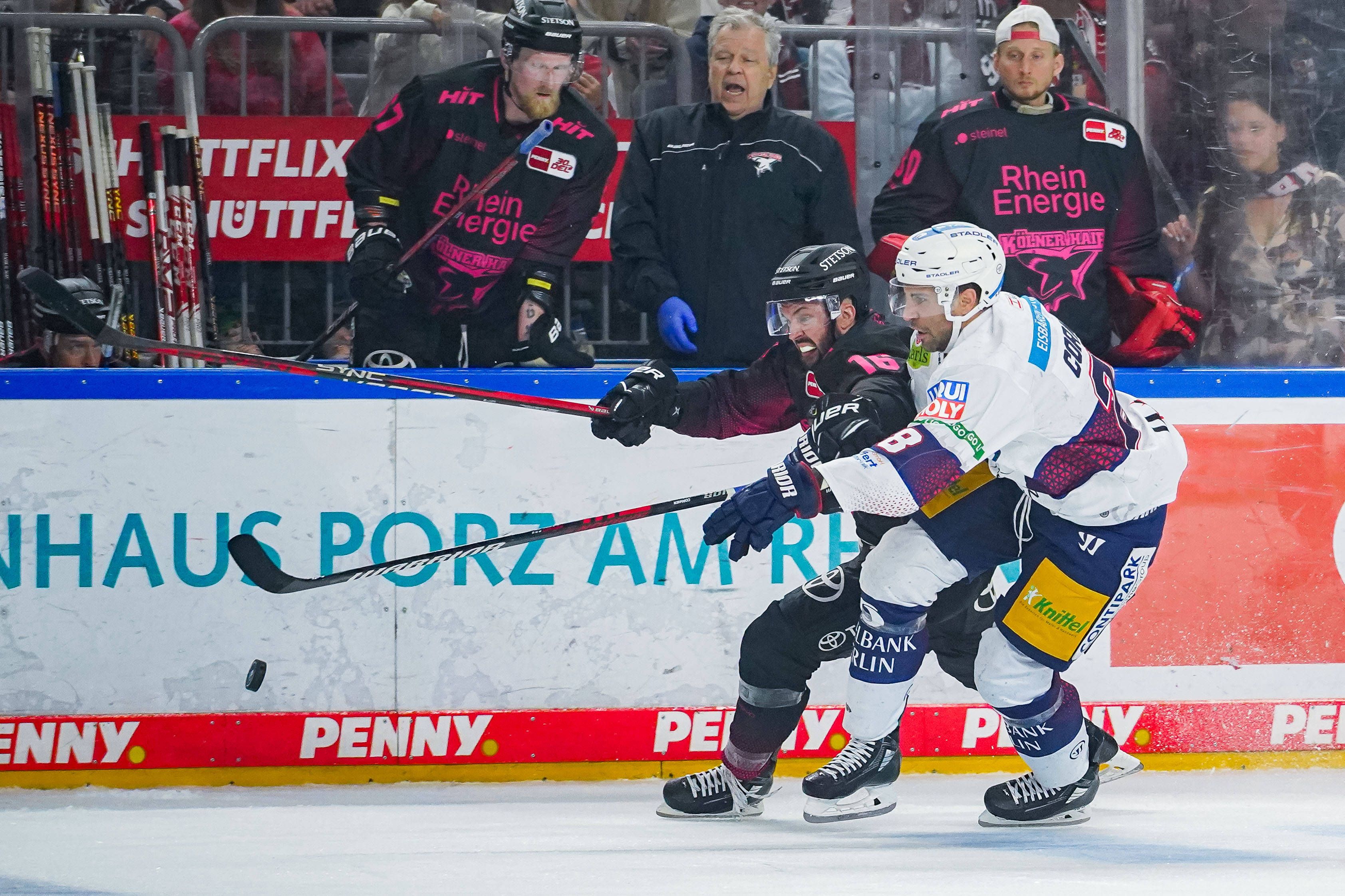 Image - Eisbär Patrice Cormier heiß auf seine Heim-Premiere