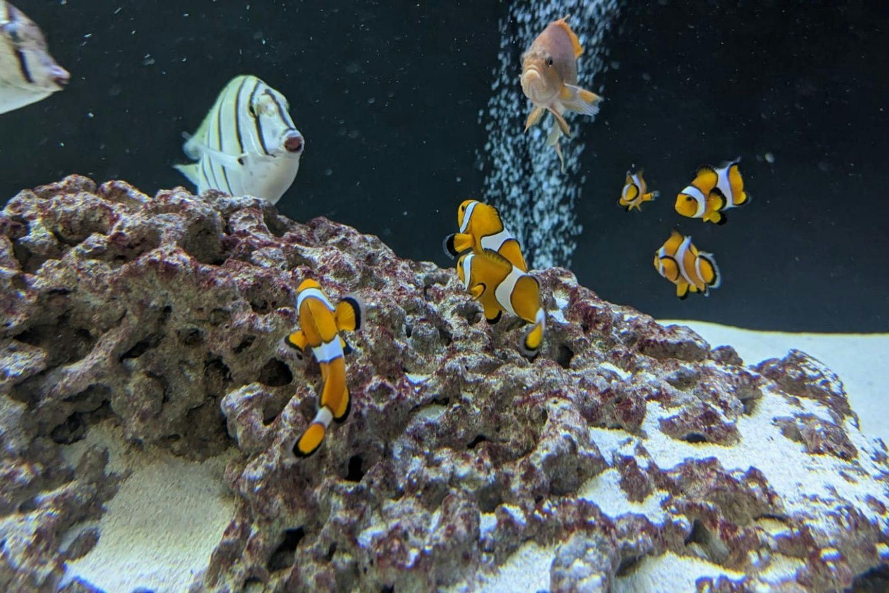 Im Berliner Aquarium sieht man Fische, Schlangen und Krokodile. Und kuschlig warm ist es auch.