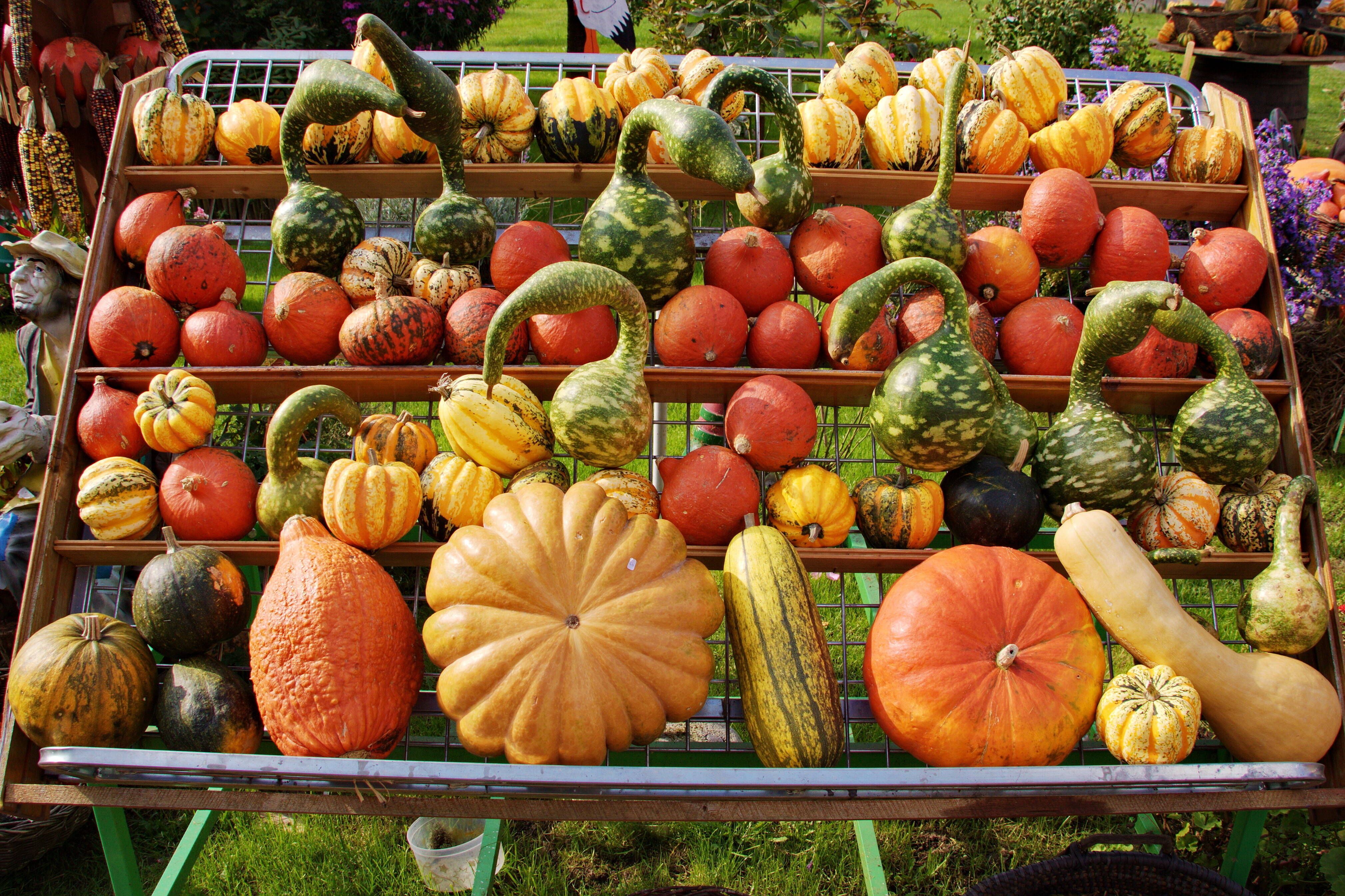 Image - Hokkaido, Butternut & Co.: Welchen Kürbis muss man schälen?