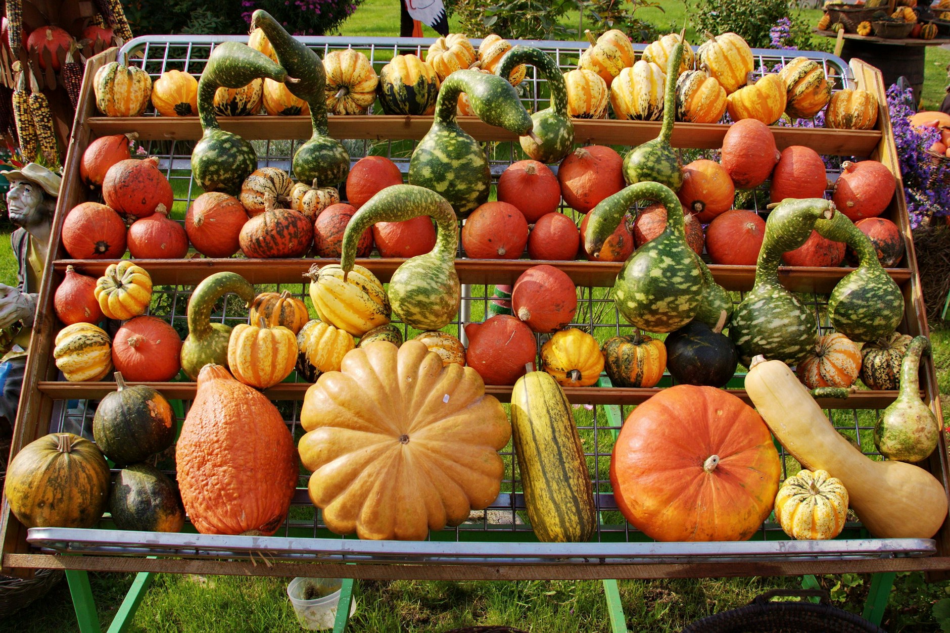 Es gibt viele verschiedene Kürbissorten und nicht jede muss geschält werden.