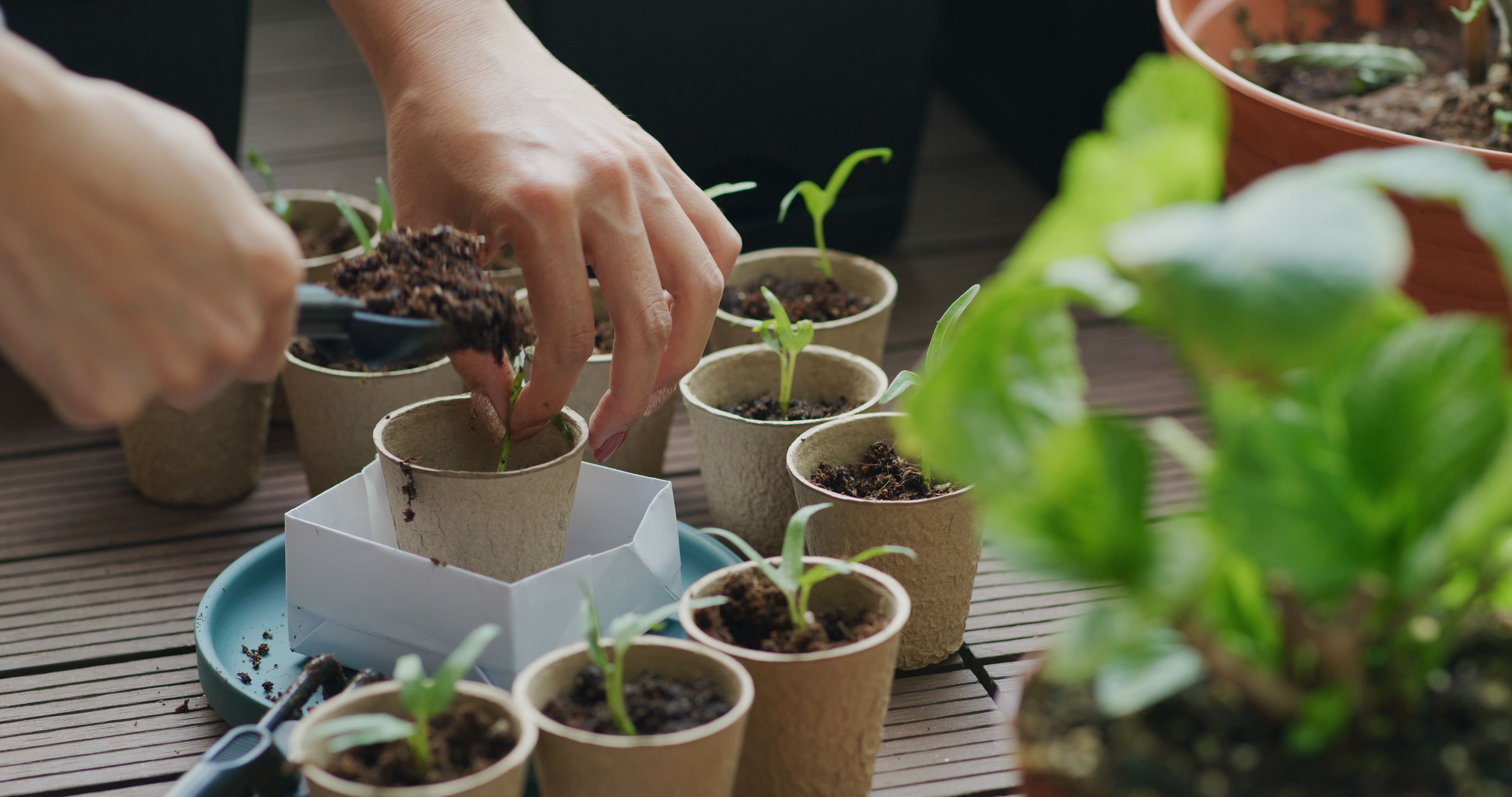 Gemüse auf dem Balkon: Was jetzt noch für den Winter wächst