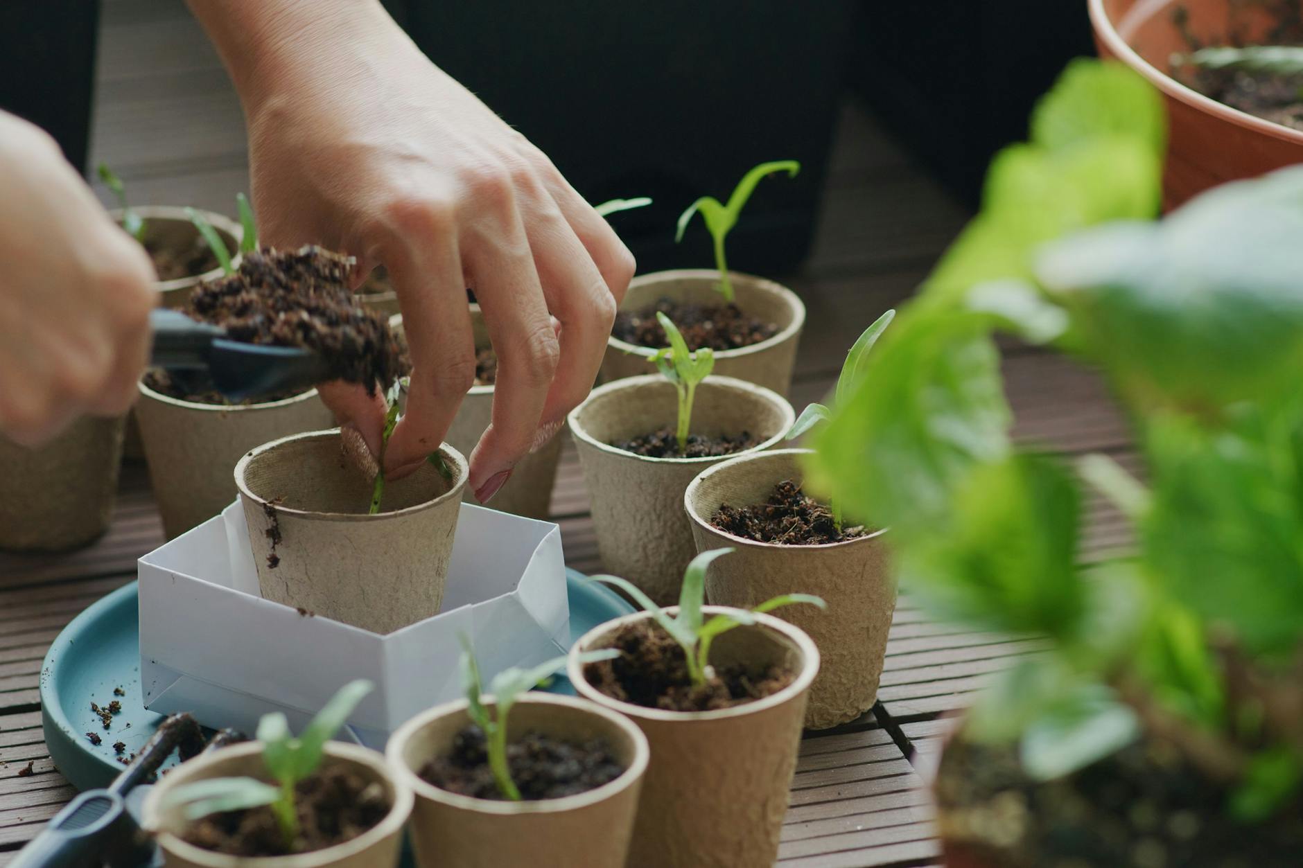 Spinat lässt sich im Herbst und Winter sehr gut pflanzen.