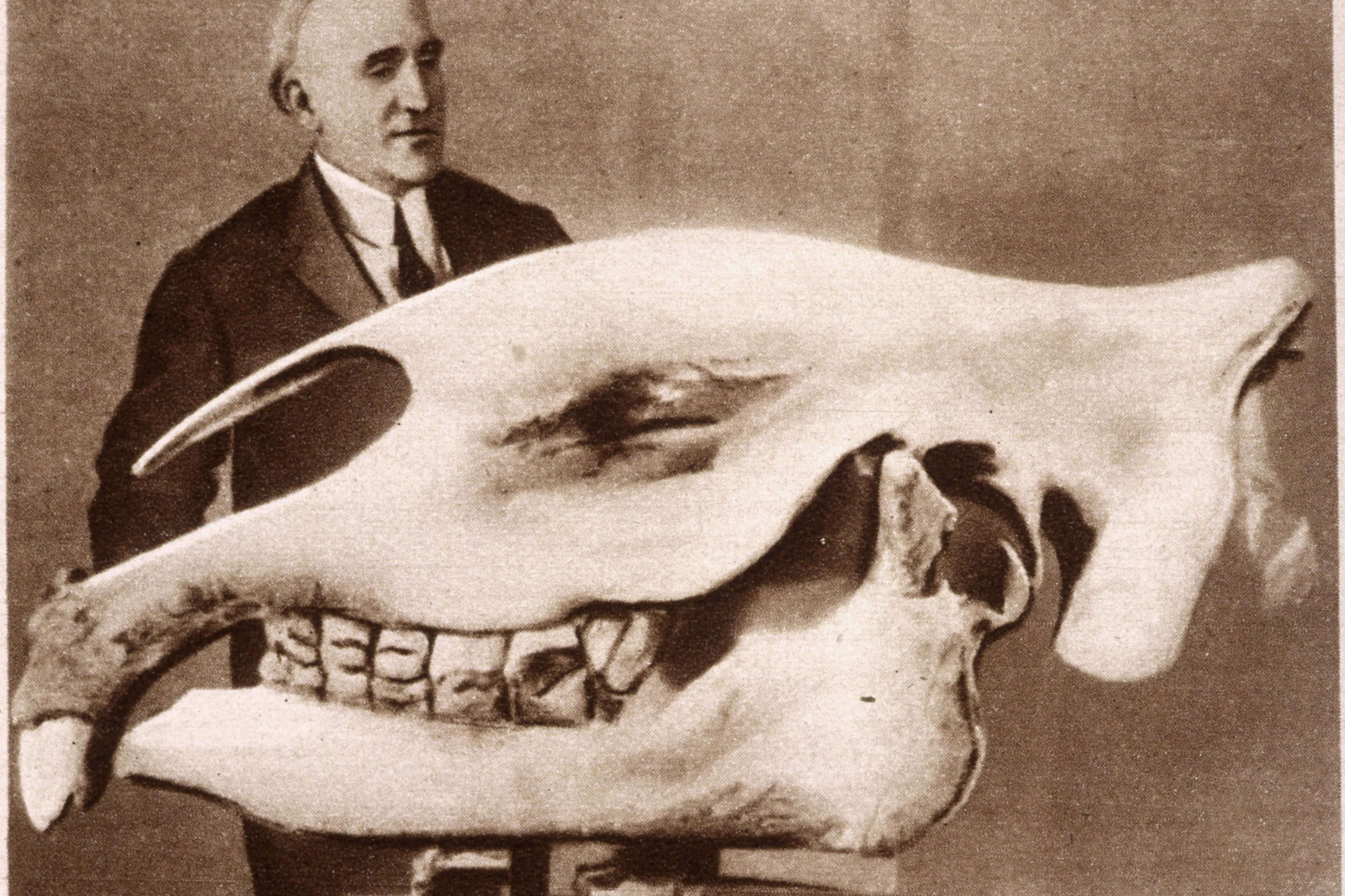 Paläontologische Expedition Granger in der Wüste Gobi haben eine lange Geschichte: Der Kurator des amerikanischen Museums installiert 1925 den dort gefundenen Schädel des Baluchiterium in den paläontologischen Sammlungen.
