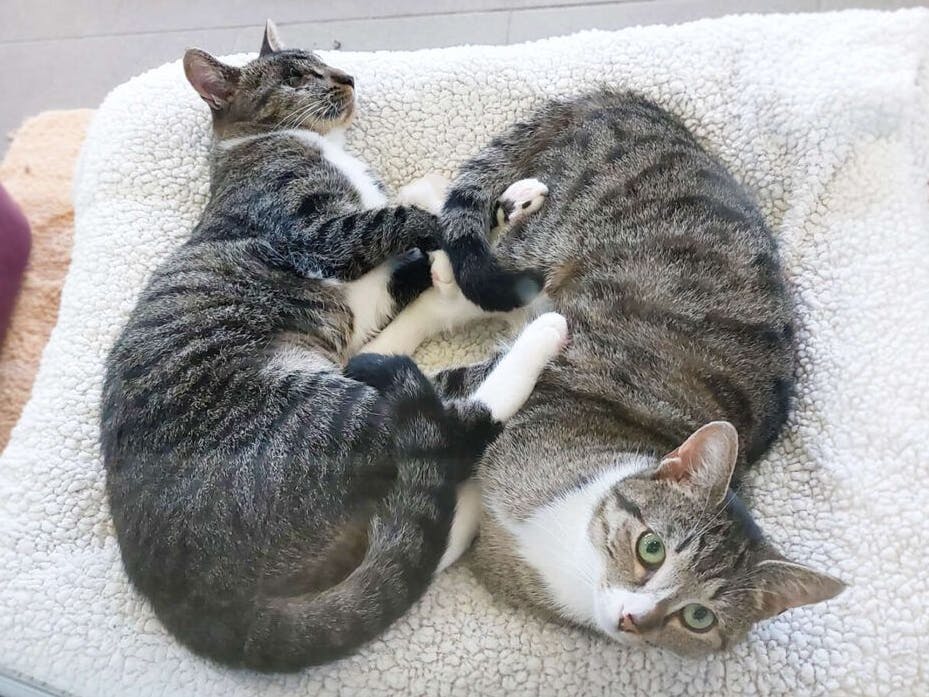 Einfach unzertrennlich: Die beiden Katzen Linda und Lola gehen auch im Tierheim Berlin gemeinsam durchs Leben.