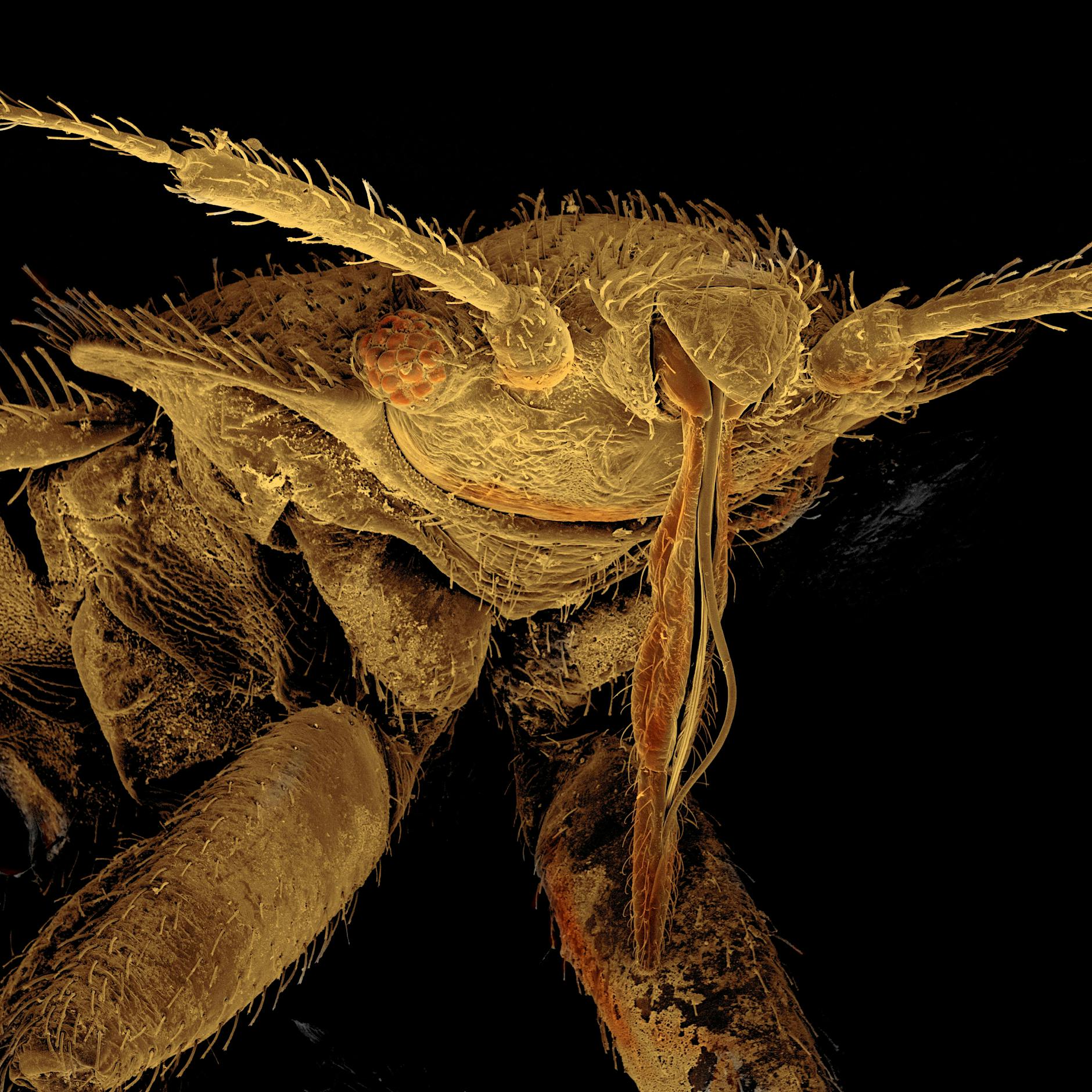 Achtung, Bettwanzen! Auch in Berlin gibt es gruselige Geschichten