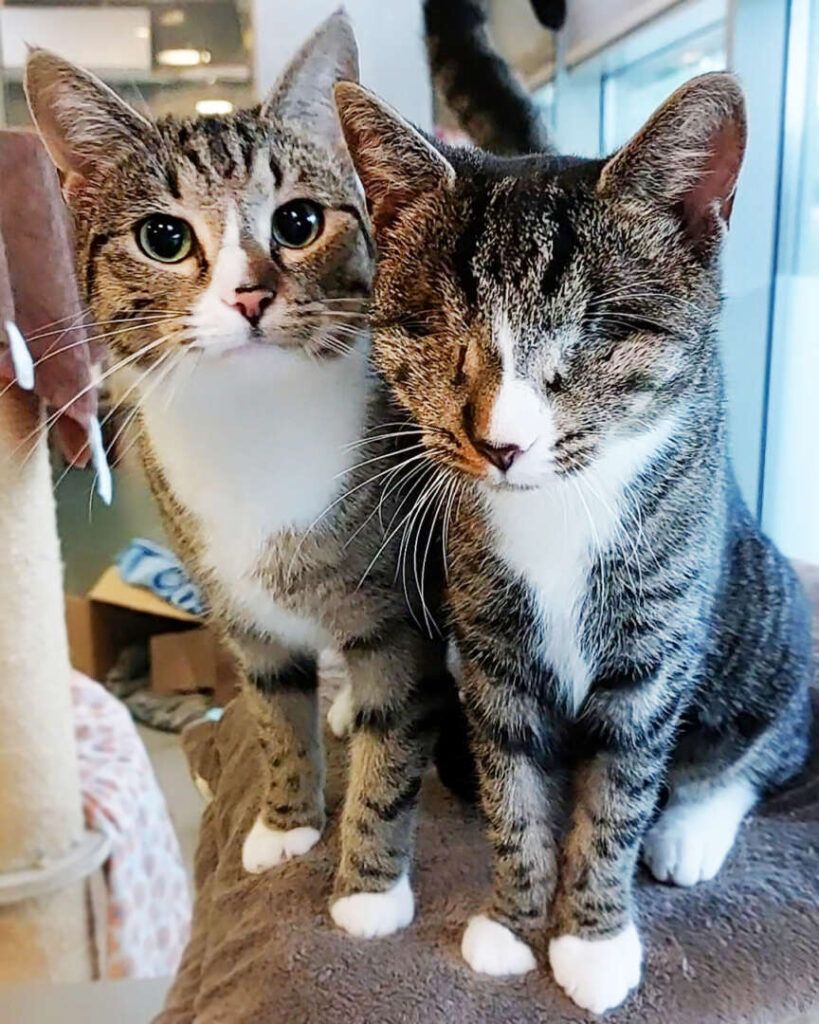 Image - Schlimmes Tier-Schicksal: Lola verlor ihre Augen, doch Linda hilft ihr jeden Tag!