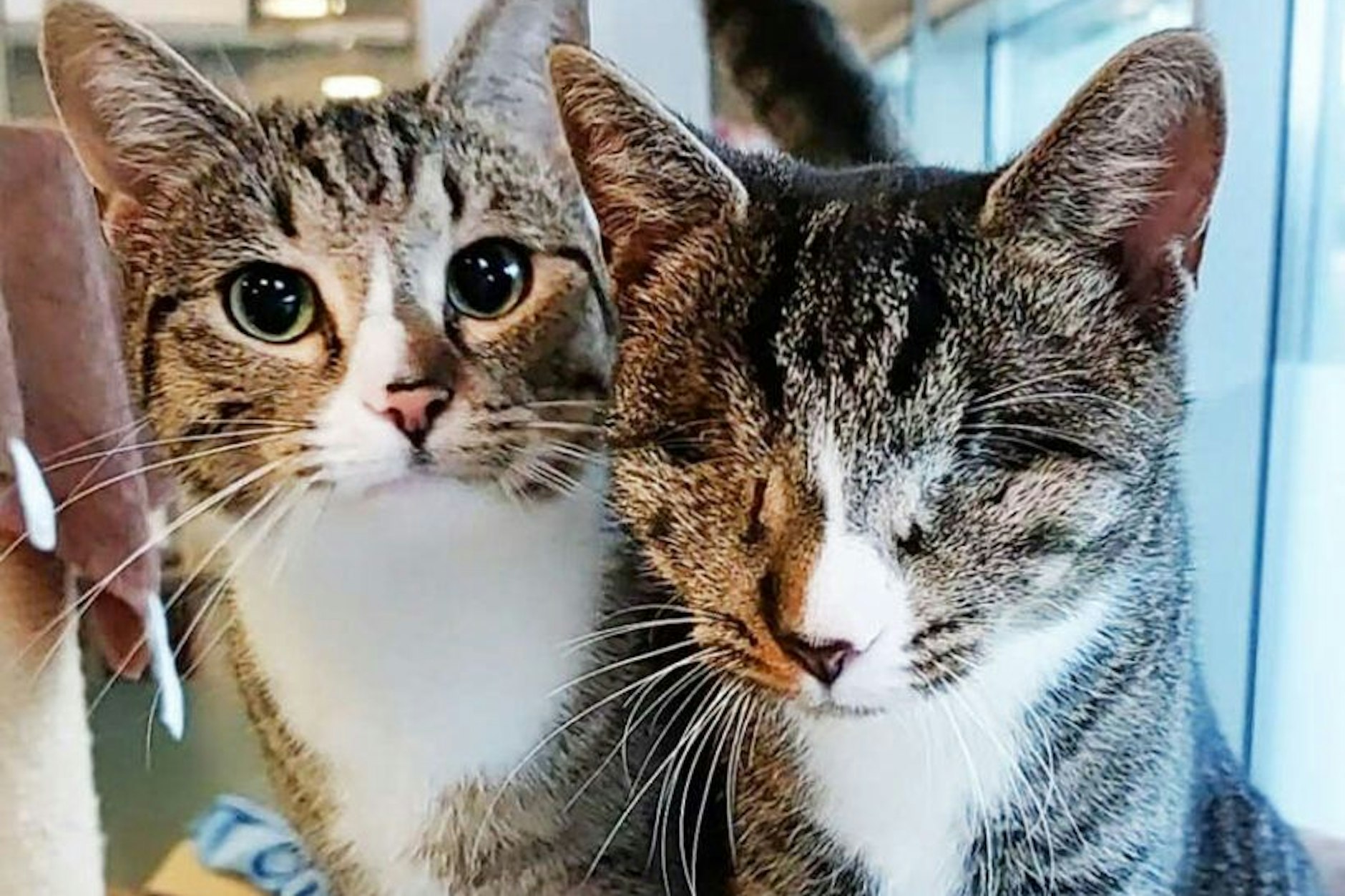 Linda und Lola sind ein echtes Katzen-Traumpaar: Lola verlor ihre Augen, doch Linda hilft ihrer blinden Freundin jeden Tag durchs Leben.
