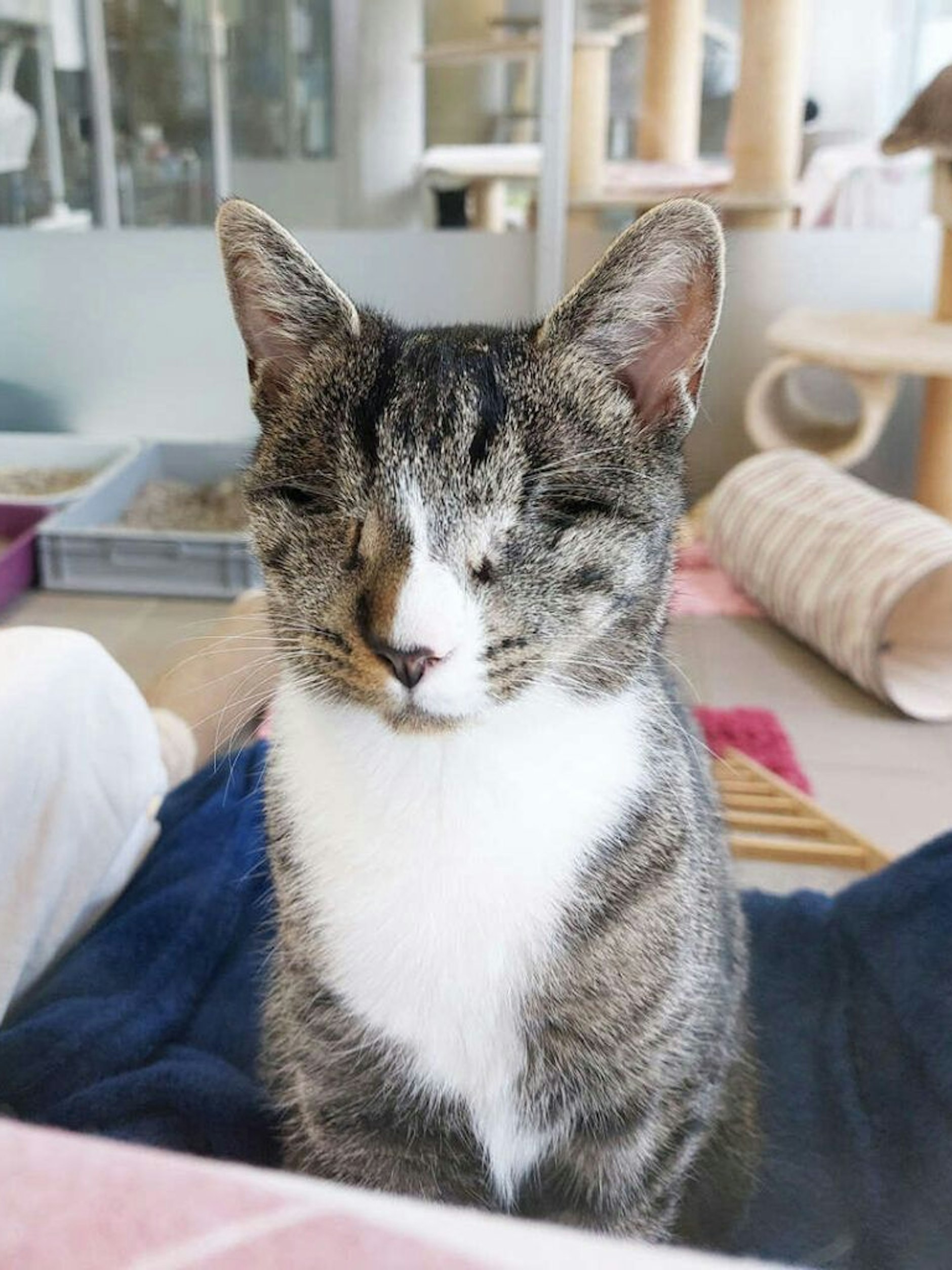 Lola verlor ihre Augen, war aber vermutlich schon vorher lange blind - und hat deshalb gelernt, mit ihrem Handicap umzugehen.