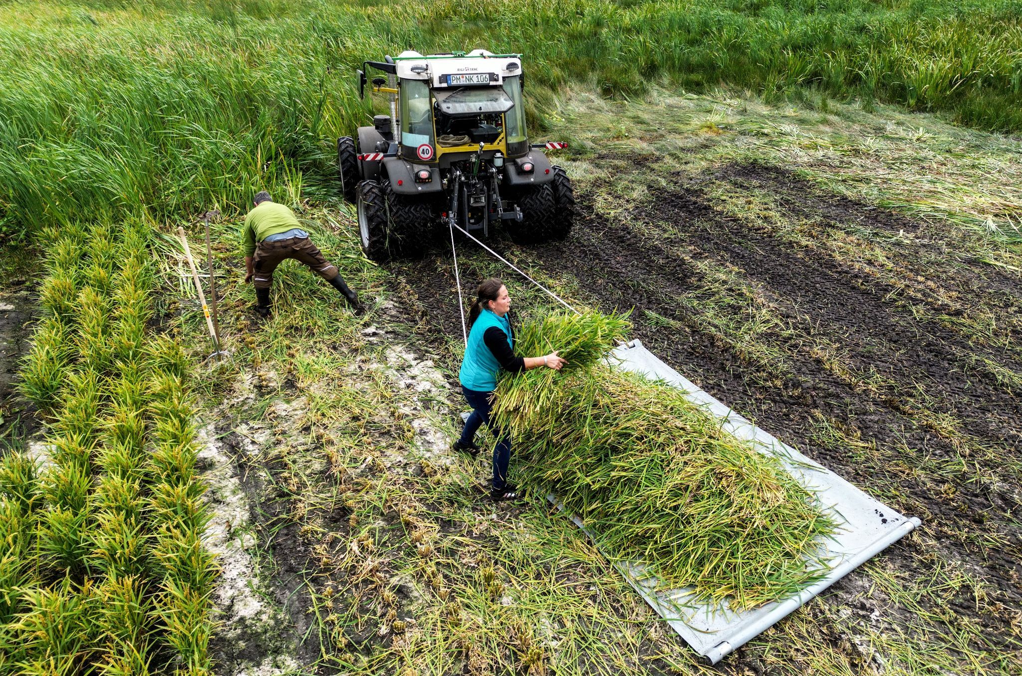 Image - Echt heiß: In Linum wird der nördlichste Reis Europas geerntet