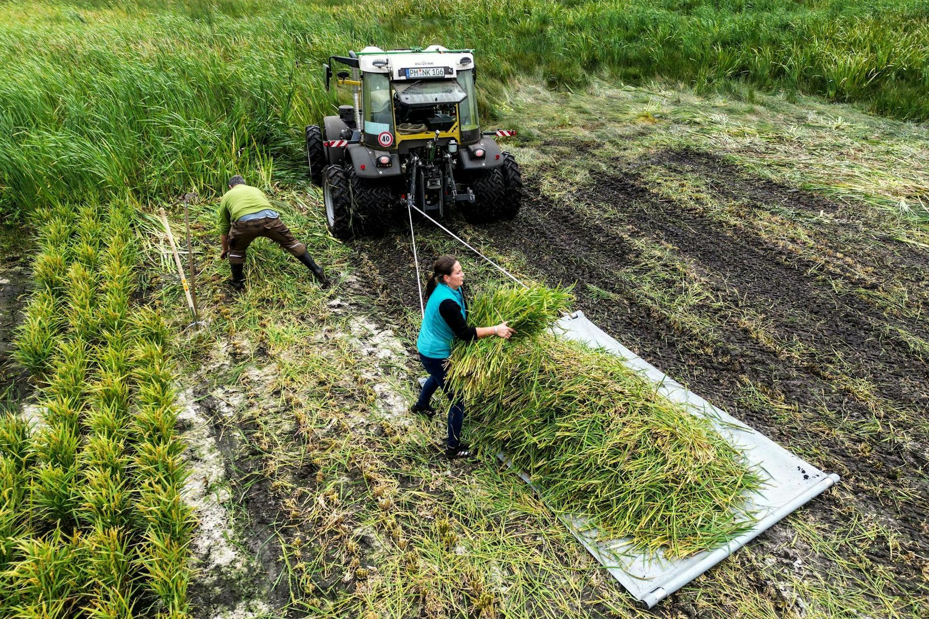 Die Landwirte Ella Koziarek und Pawel Koch bei der Reisernte Anfang Oktober