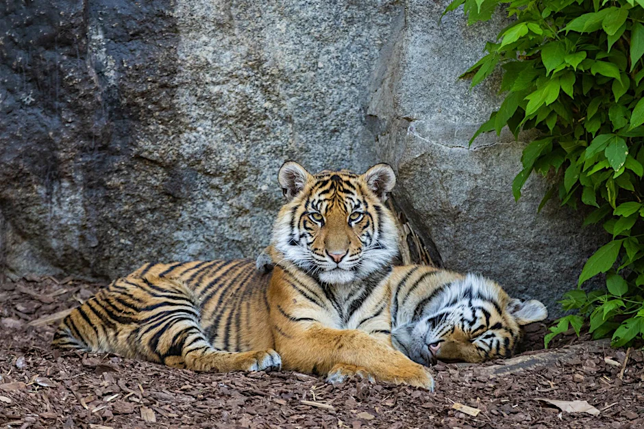 Die zwei Sumatra-Tiger Luise und Lotte liegen im Mai 2023 im Tierpark Berlin. Sie sind vom Tierpark Berlin in den Zoo Berlin umgesiedelt worden. 
