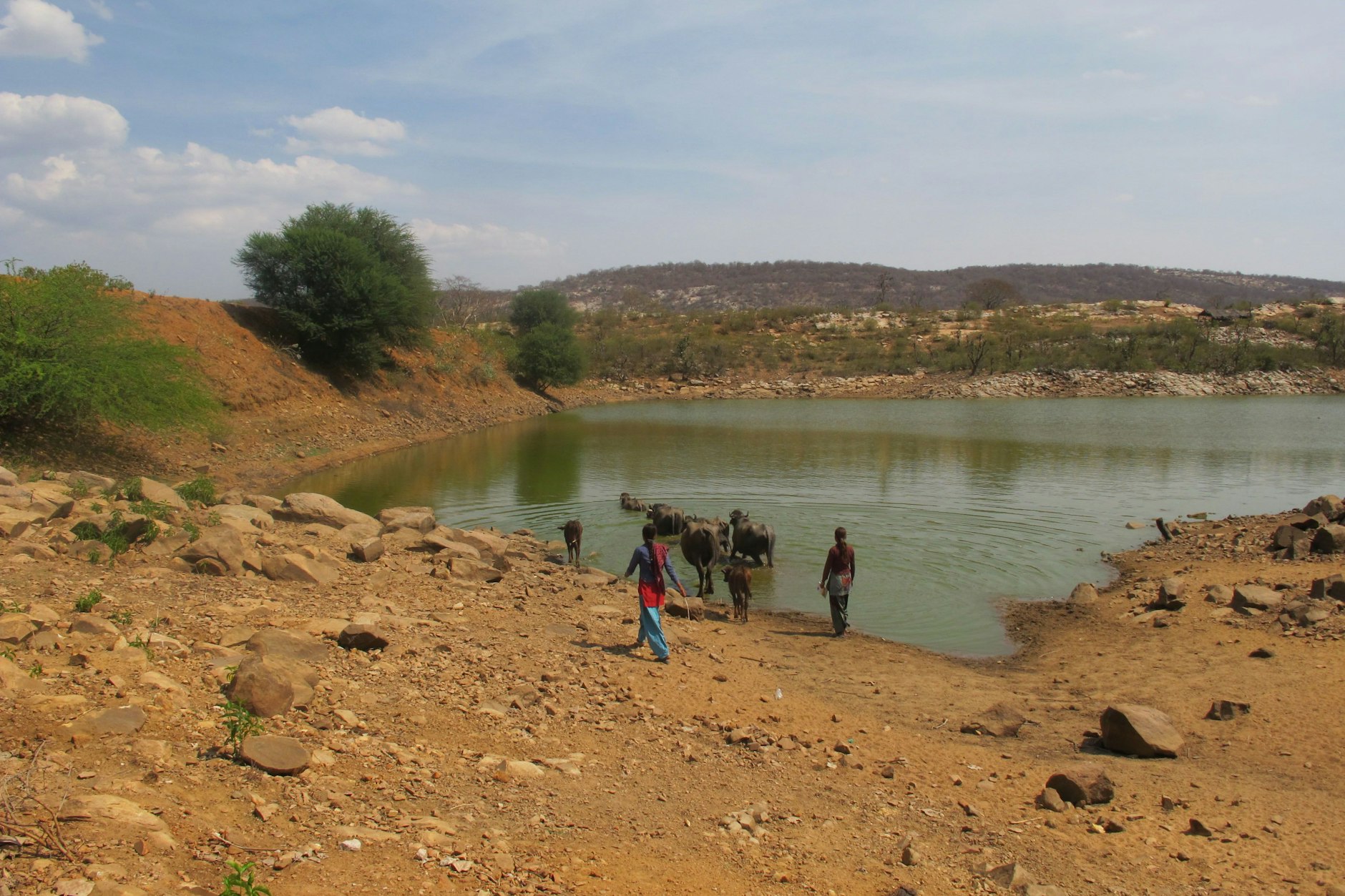 Mädchen vom Stamm der Meena bringen ihr Vieh zum Regenwasserspeicher (Johad) des Dorfes Mandalwas.