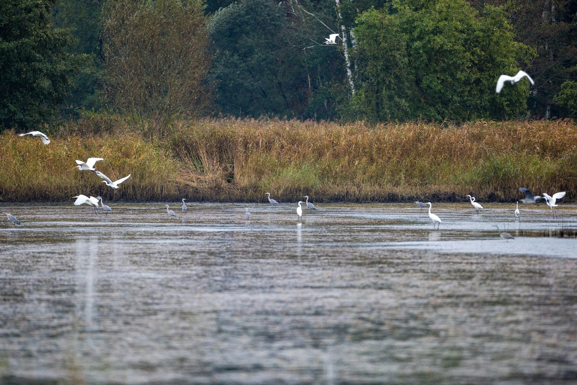Silber- und Graureiher haben sich an einem Teich in den Spreeauen im Norden von Cottbus eingefunden.  