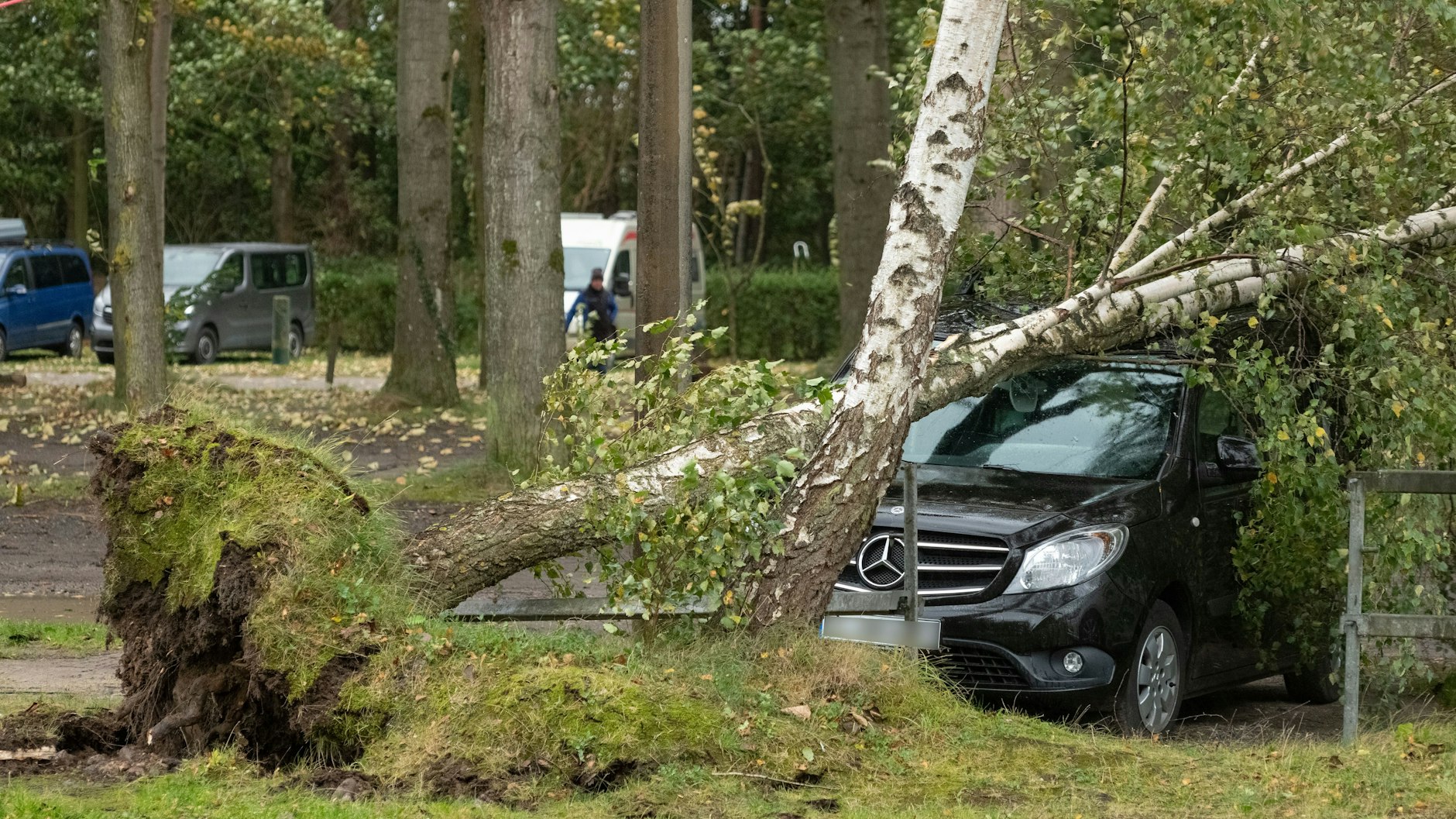 Im Ostseebad Binz ist eine entwurzelte Birke durch den Wind auf ein Auto gekippt.