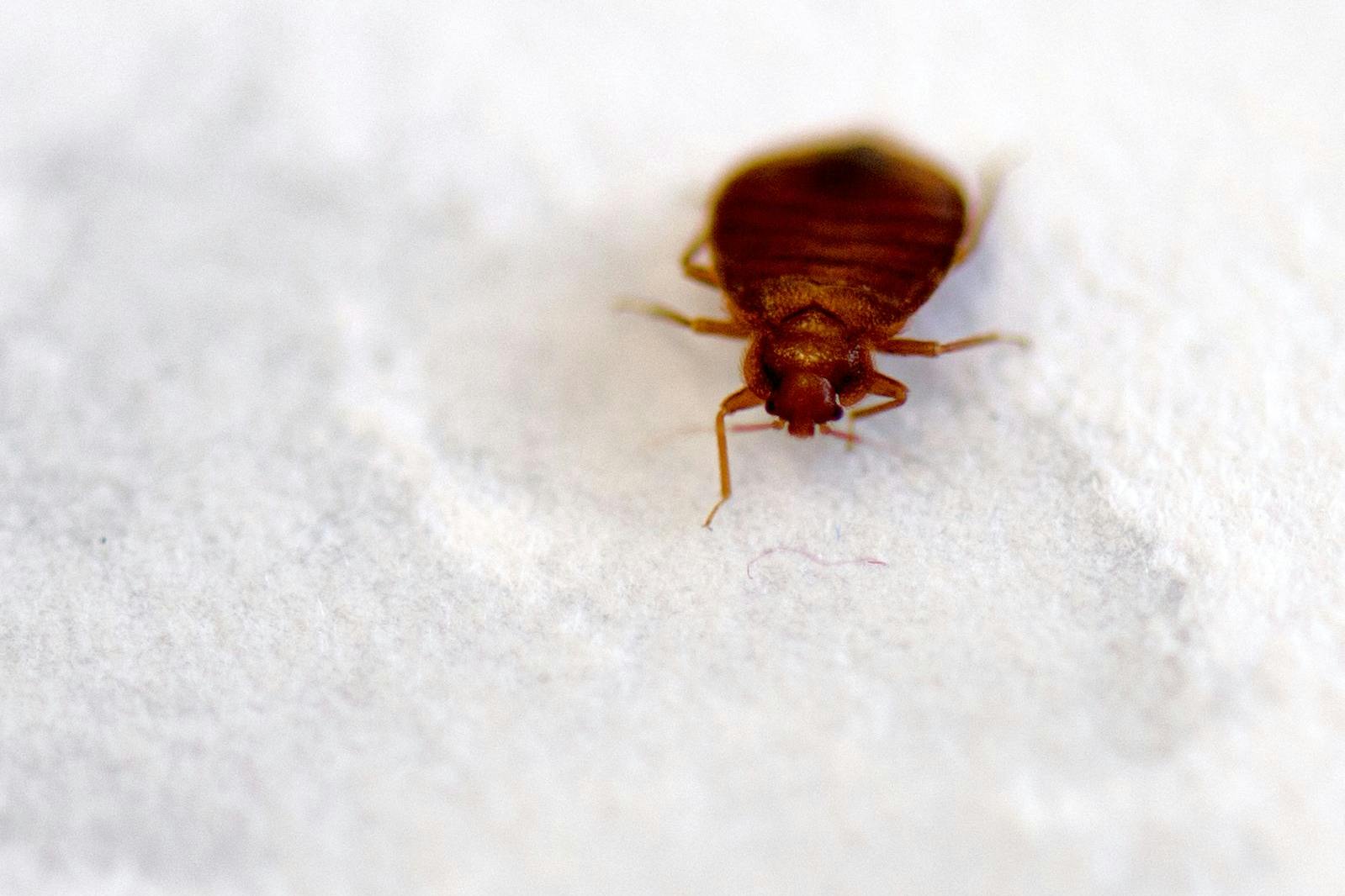 Sieht klein aus, kann aber unglaublich nerven: die Bettwanze. Auch in Berlin werden die Krabbler zu einem immer größeren Problem, sagt ein Schädlings-Experte.