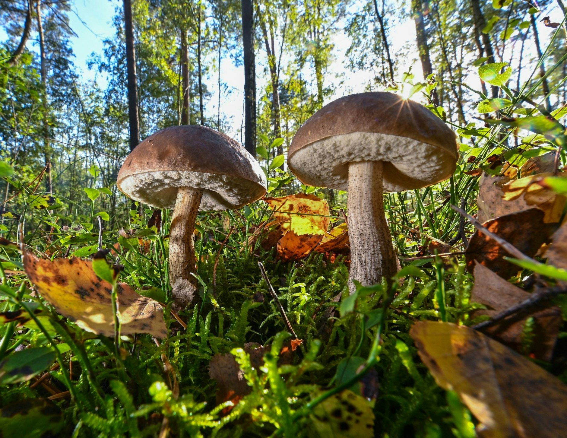 PRODUKTION - Die Pilzsaison ist in vollem Gange - doch diese Birkenröhrlinge in Brandenburg müssen nicht unbedingt im Topf landen: Sie stehen unter Naturschutz und dürfen nur in kleinen Mengen gesammelt werden.  