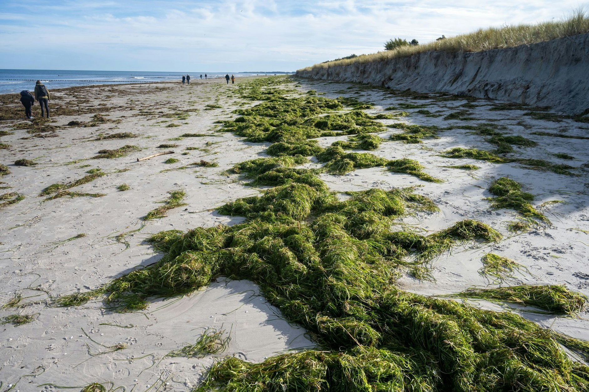 Nach der großen Sturmflut kommt das große Aufräumen. Wellen haben am Strand zwischen Prerow und Zingst in Mecklenburg-Vorpommern den Sand an der Düne abgetragen.
