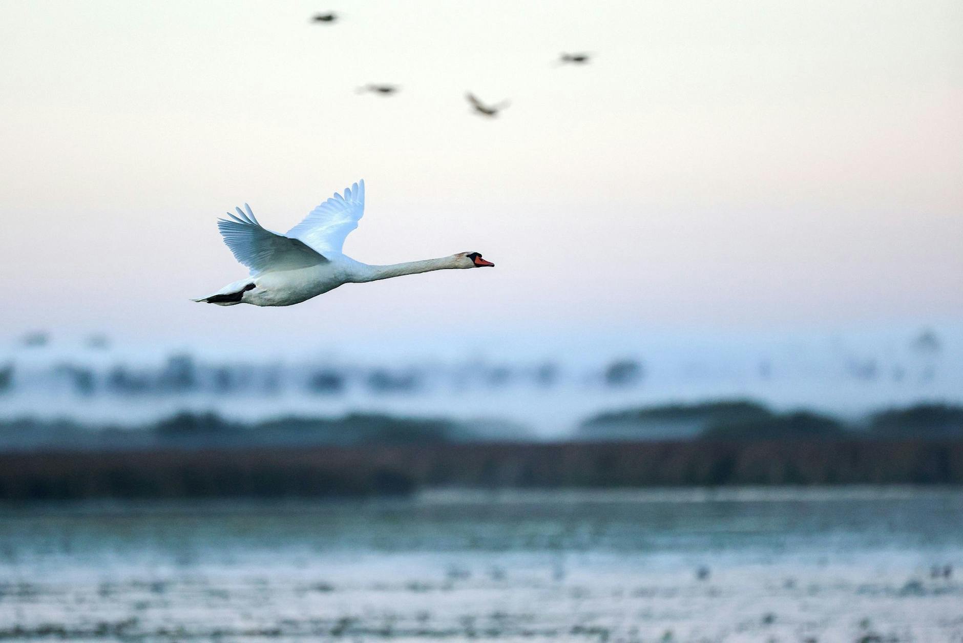 Erkundungsflug am Morgen: Der Federsee in Oberschwaben ist mit einer Fläche von 1,4 Quadratkilometer der zweitgrößte See in Baden-Württemberg.
