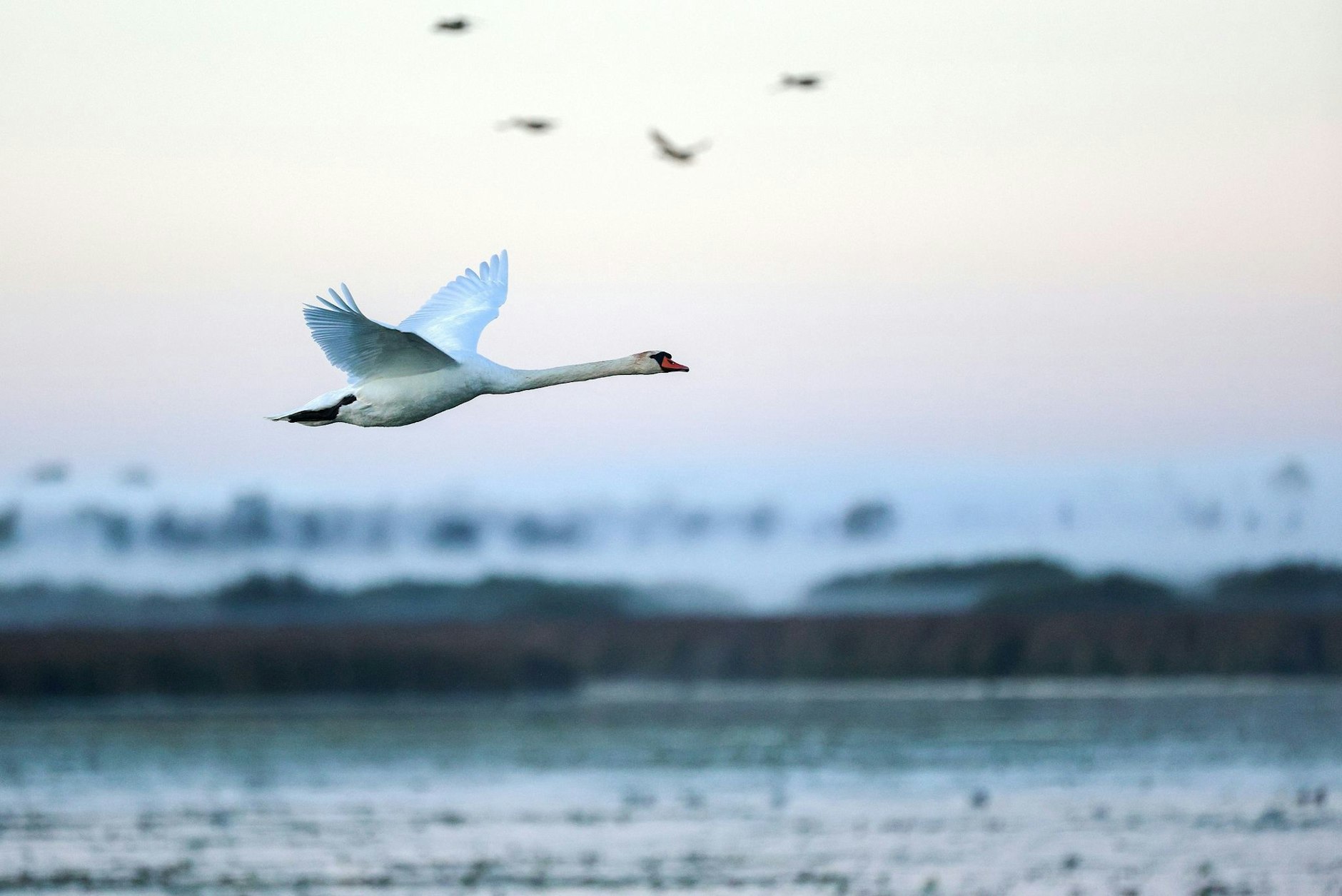 Erkundungsflug am Morgen: Der Federsee in Oberschwaben ist mit einer Fläche von 1,4 Quadratkilometer der zweitgrößte See in Baden-Württemberg.  