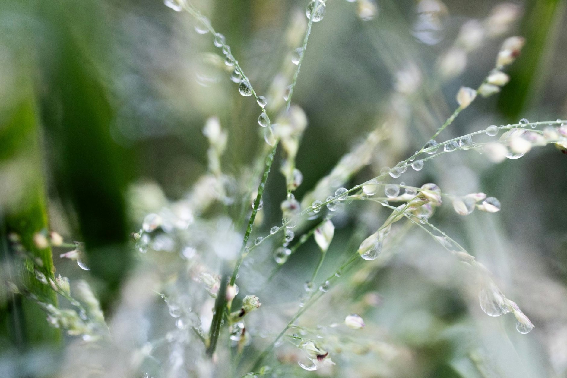Kunst in der Natur: Regentropfen zieren eine Rutenhirse.