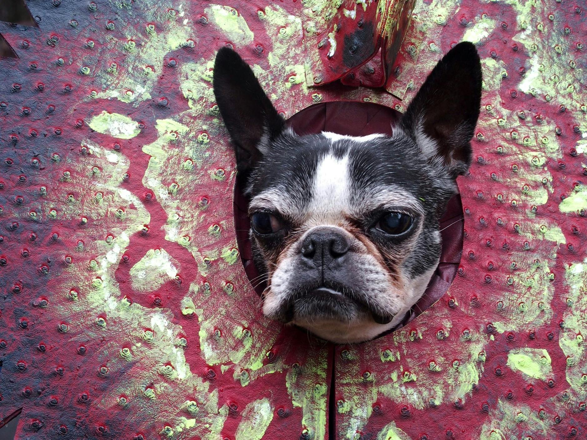 Hündchen in Kostümchen - das ist das Motto beim jährlichen Tompkins Square Halloween Dog Festival in New York.