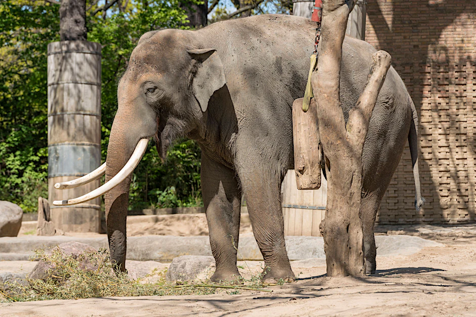 Elefantenbulle Victor feierte im Berliner Zoo seinen 30. Geburtstag.