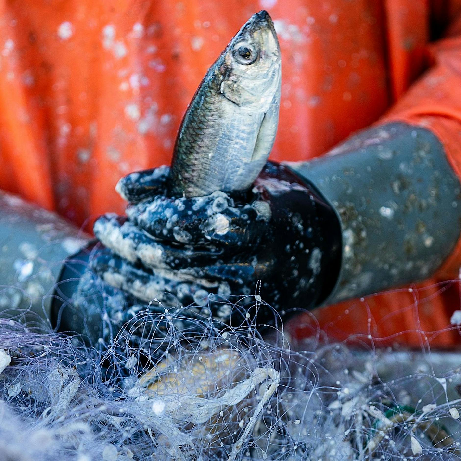 Auch 2024 große Einschränkungen für Ostseefischer