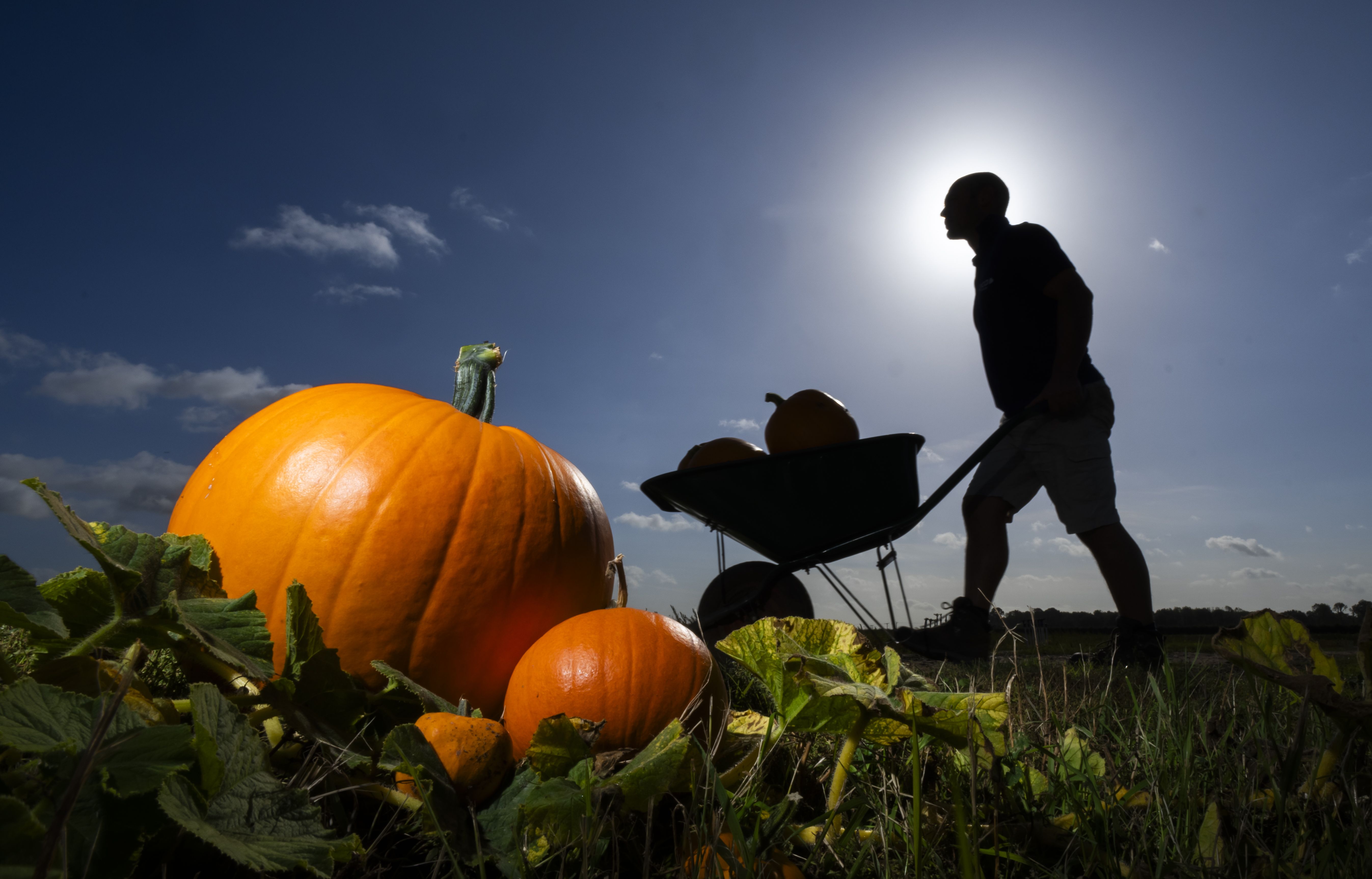 Nichts Saures, nur Süßes: Unser Rezept für Pekan-Kürbis-Kuchen zu Halloween