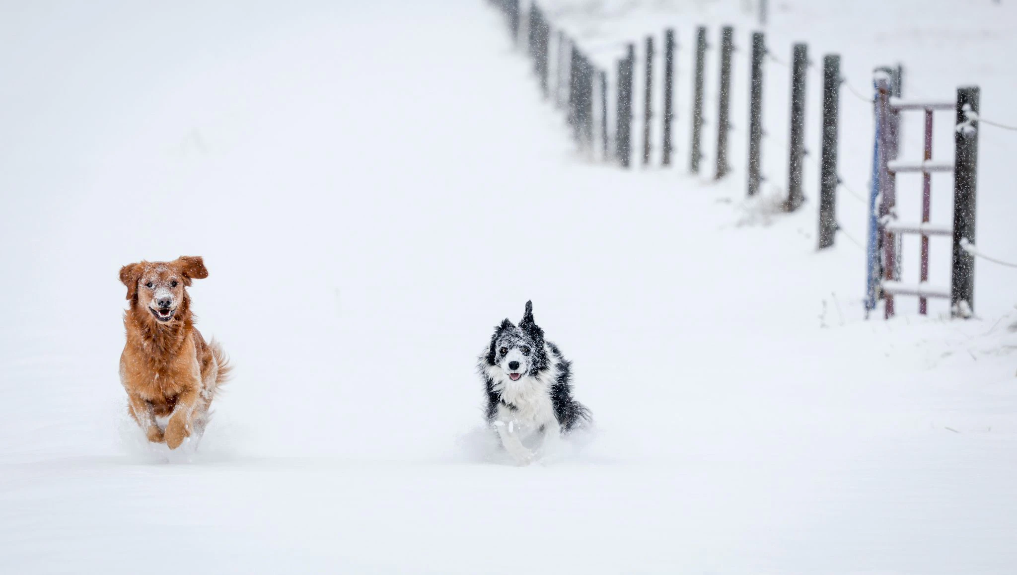 Die Hunde Daisy (l) und Maggie flitzen nach dem ersten Schneefall der Saison über ein Feld nahe Cremona in der kanadischen Provinz Alberta.   via AP/dpa