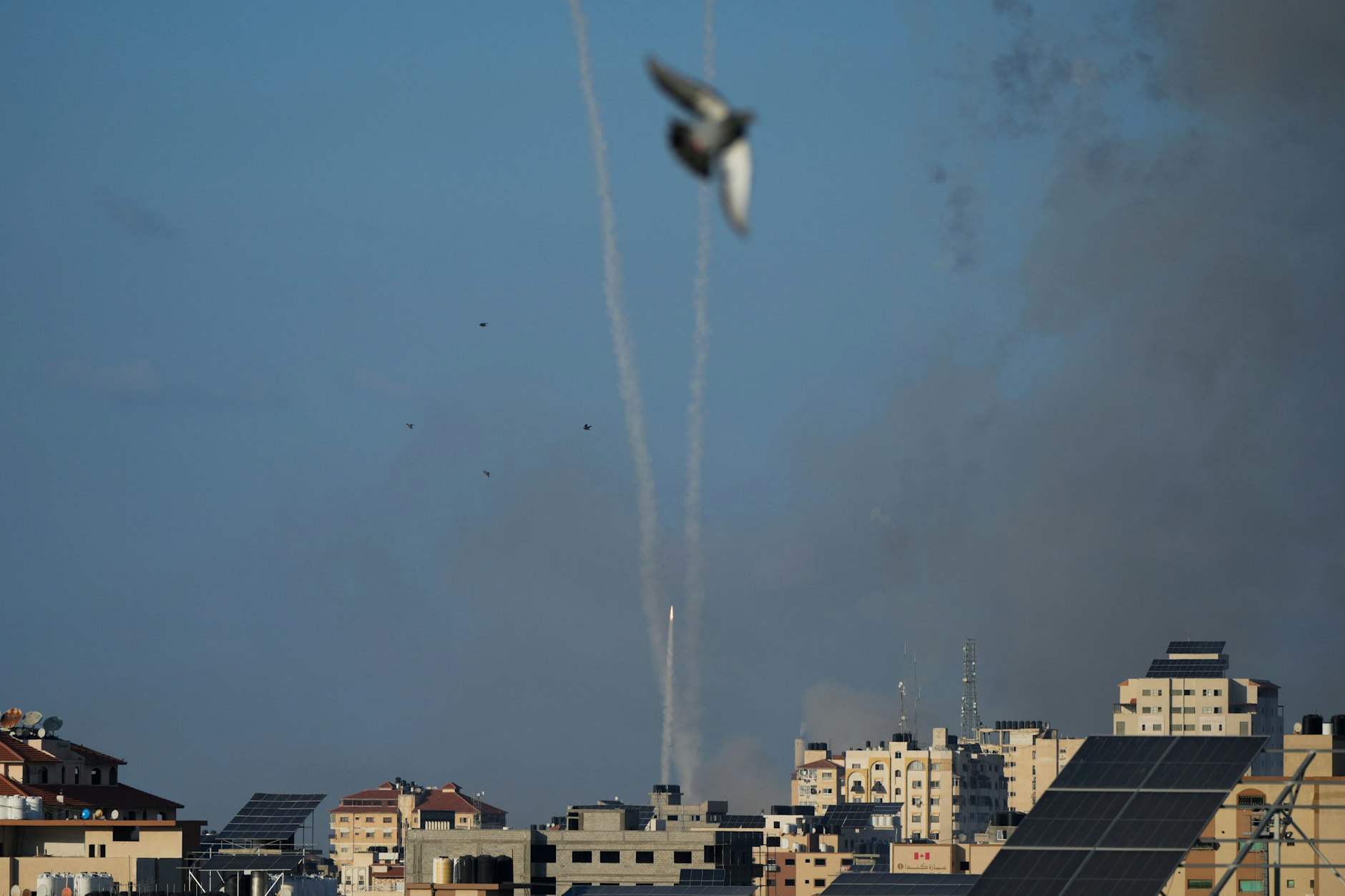 10.10.2023, Palästinensische Gebiete, Gaza-Stadt: Eine Taube steigt auf, während aus dem Gazastreifen Raketen auf Israel abgefeuert werden. 