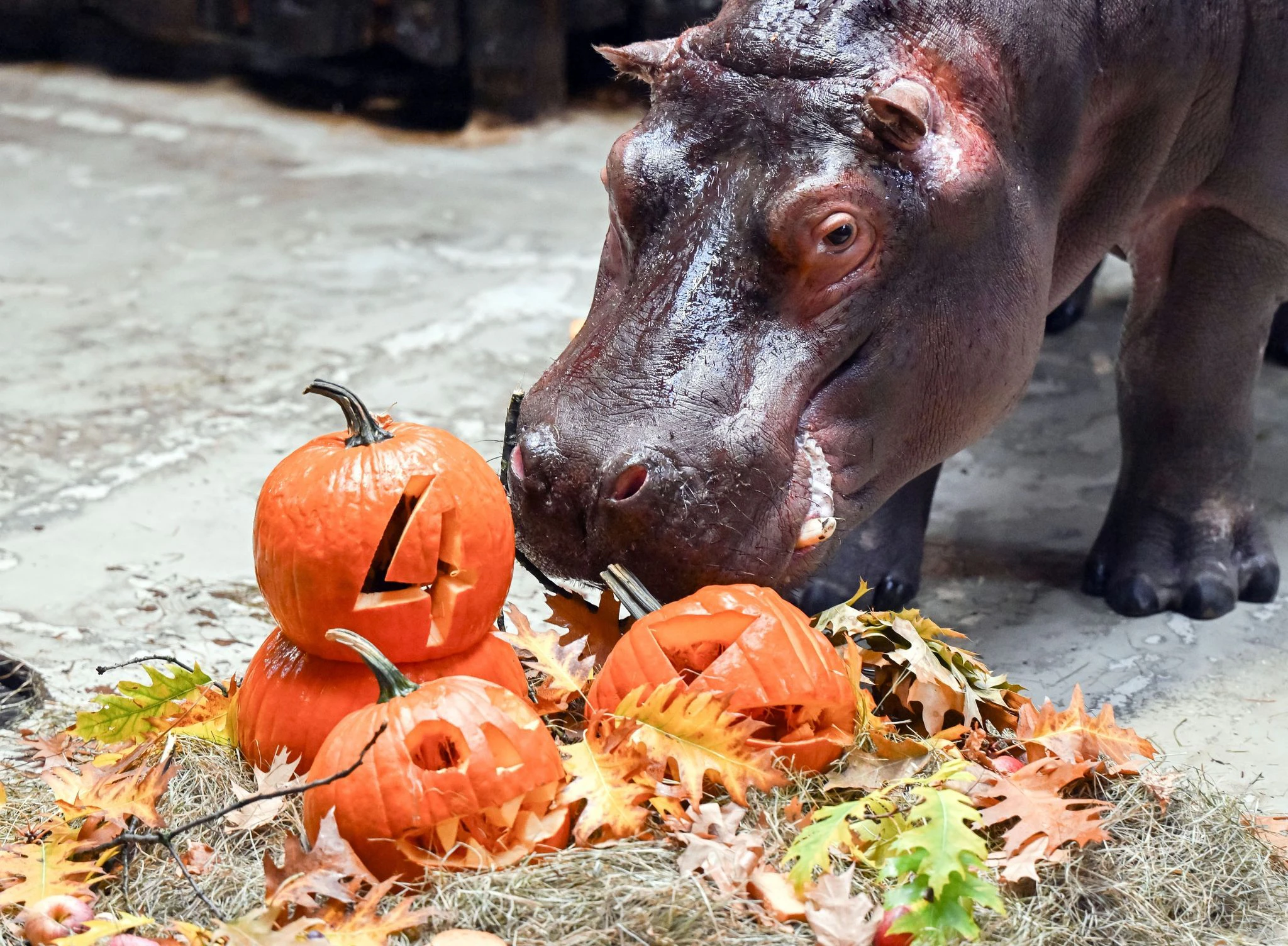 PRODUKTION - Anlässlich seines Geburtstags am 31. Oktober verzehrt Halloween, ein vier Jahre altes Flusspferd im Karlsruher Zoo, einen Halloween-Kürbis mit Schnitzerei.  