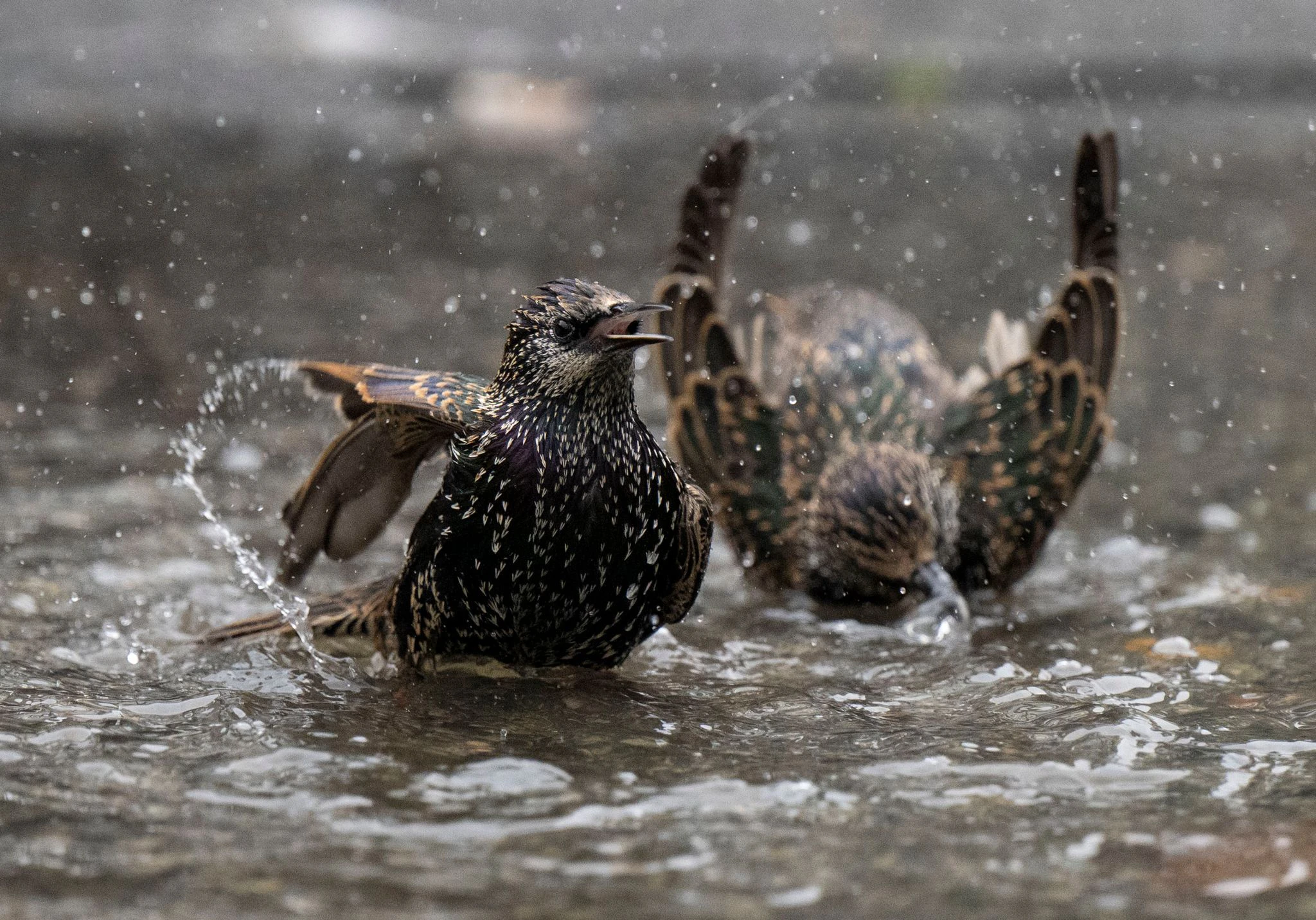 Ein alltäglicher Augenblick wirkt magisch: Zwei Stare baden in einer Pfütze in Berlin.  