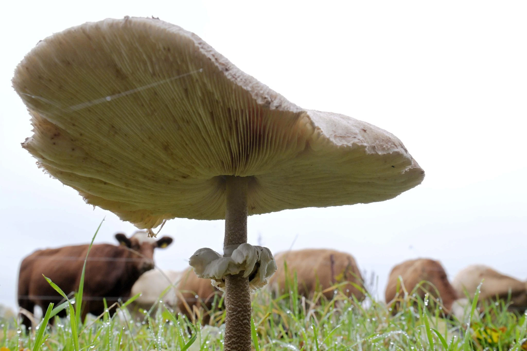 Dieser mächtig wirkende Organismus ist ein Parasolpilz. Er zählt zu den Speisepilzen. Die goldenen Herbstmonate gelten als Hauptsaison für Sammelnde.  