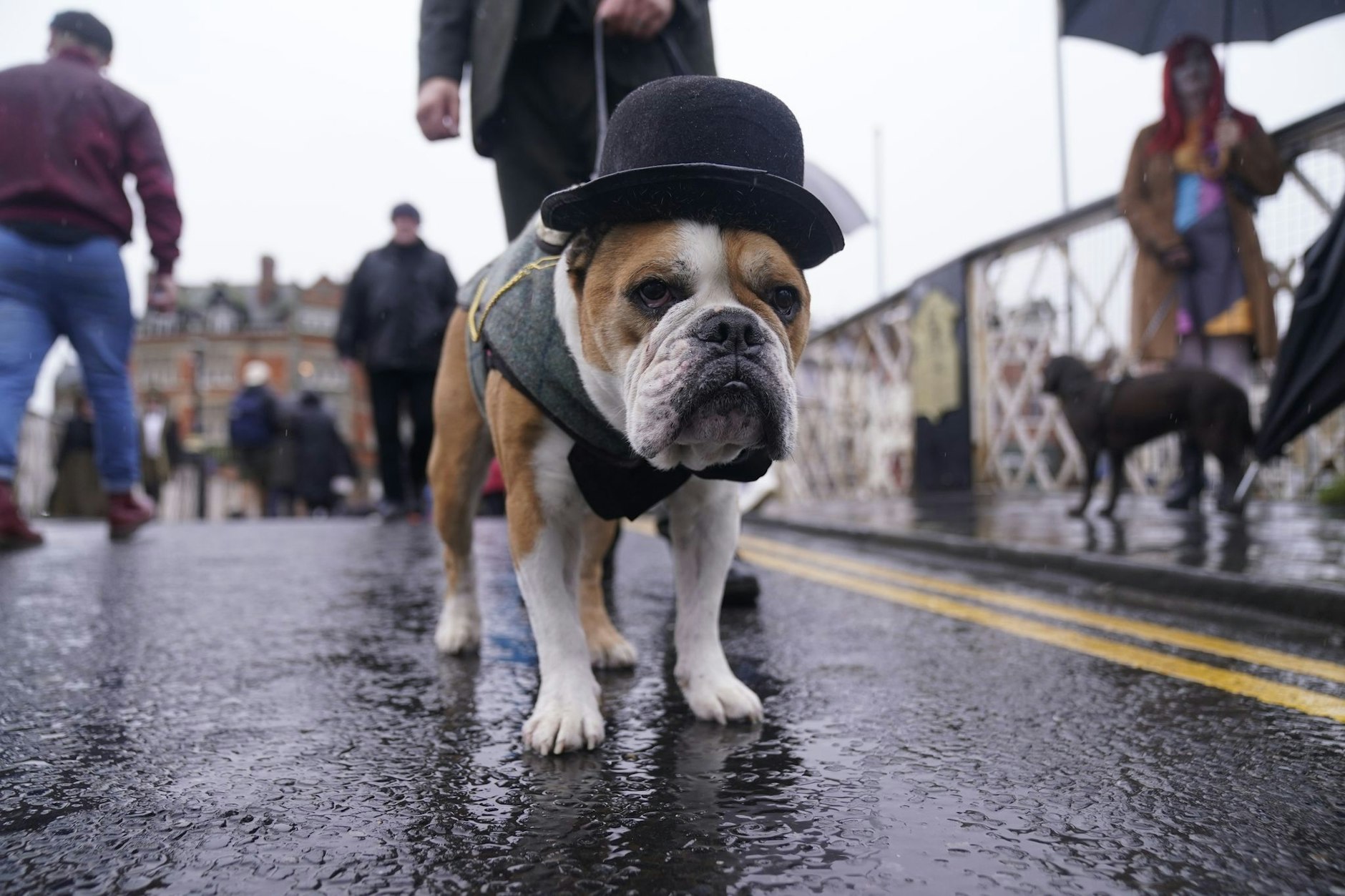 Goth auf vier Pfoten: Auf dem Whitby Goth Weekend in Großbritannien ist auch ein Hund in Verkleidung zu sehen. Zu dem alternativen Musikfestival kommen Hunderte von Goths in die Küstenstadt.